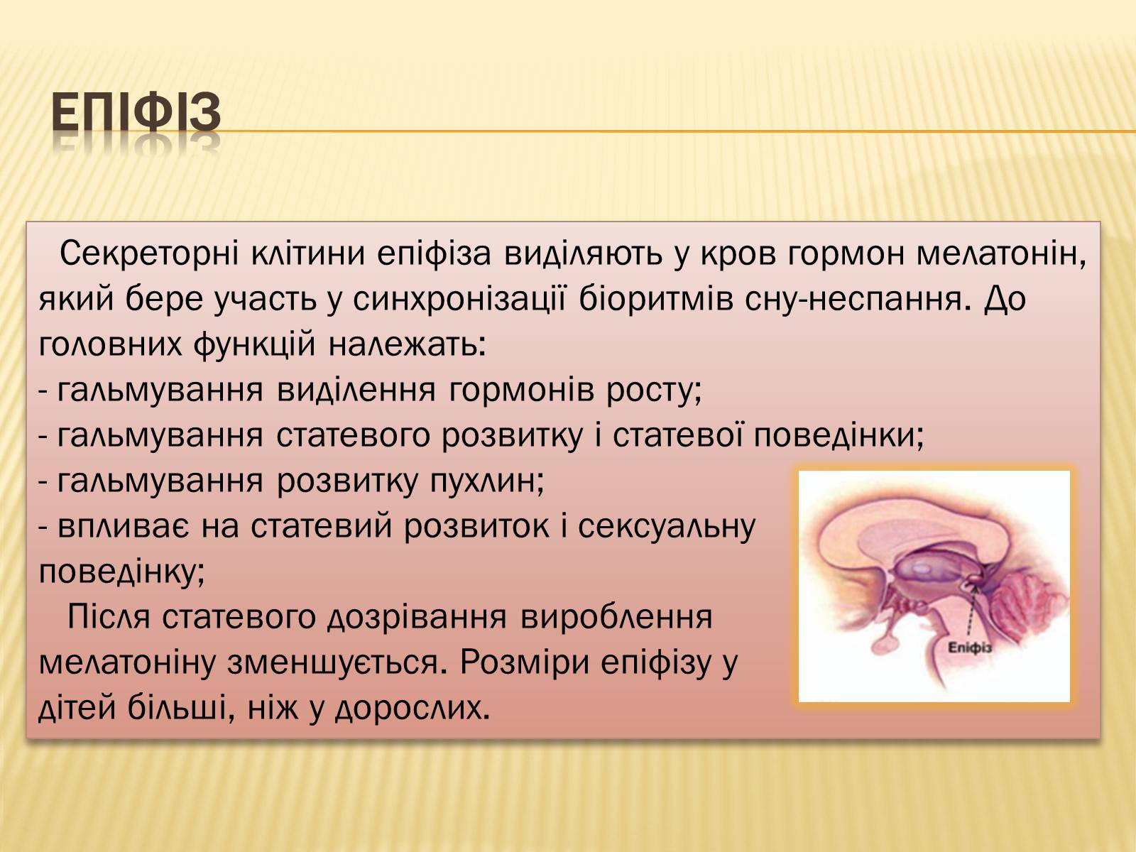 Презентація на тему «Головний мозок» (варіант 1) - Слайд #30 Презентація на тему «Головний мозок» (варіант 1) - Слайд #30