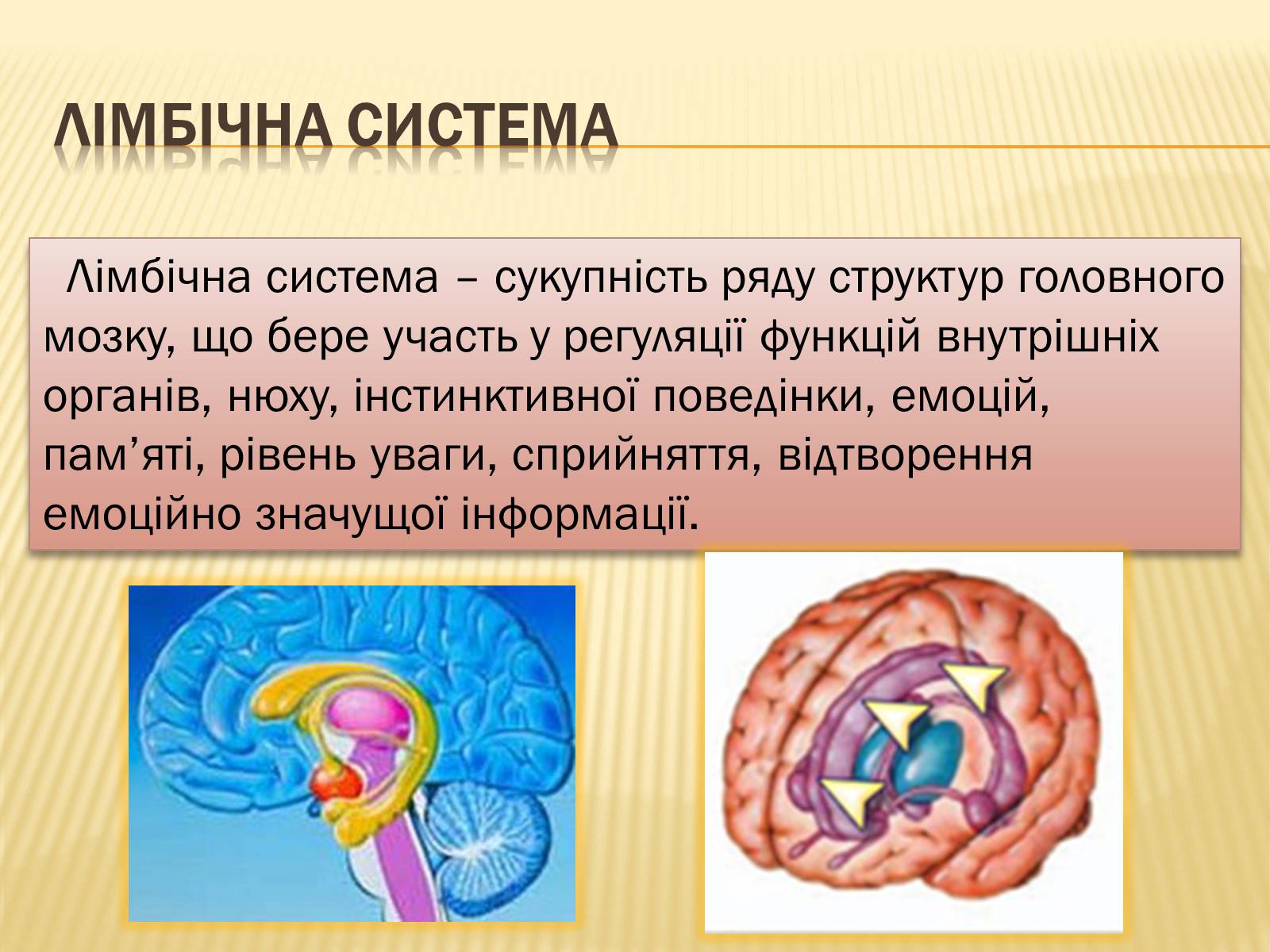 Презентація на тему «Головний мозок» (варіант 1) - Слайд #31 Презентація на тему «Головний мозок» (варіант 1) - Слайд #31