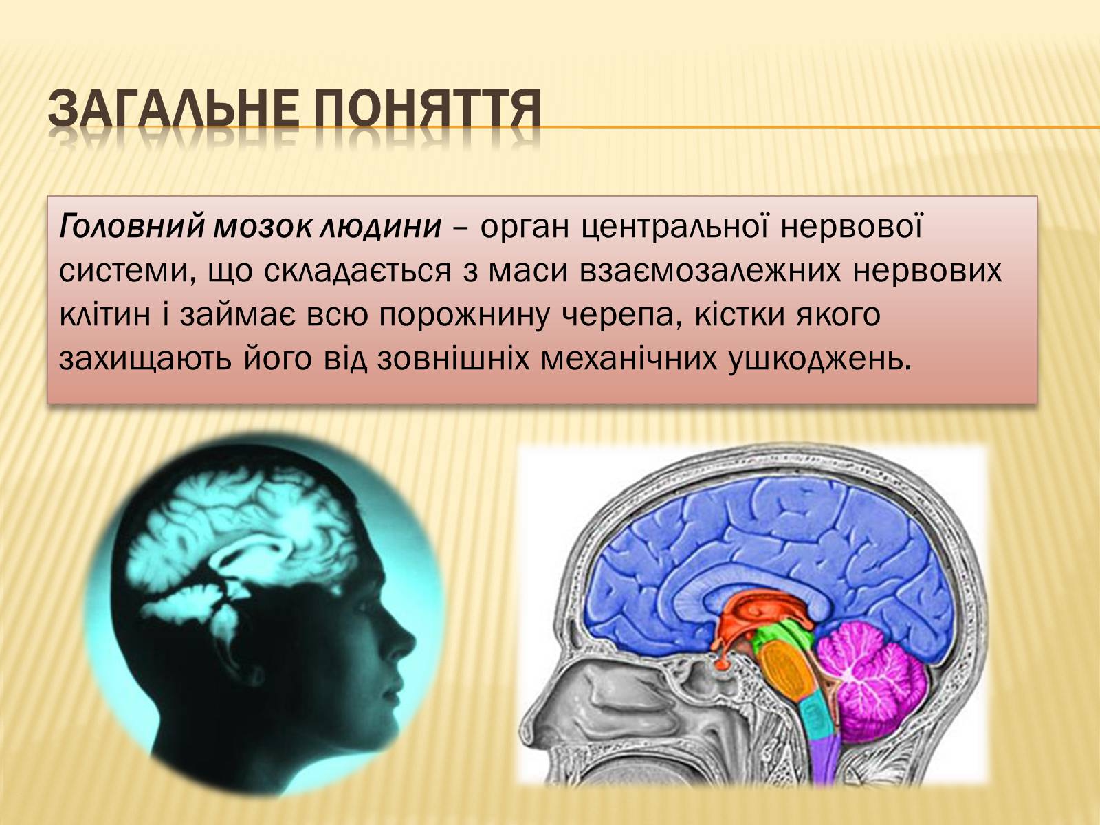 Презентація на тему «Головний мозок» (варіант 1) - Слайд #5 Презентація на тему «Головний мозок» (варіант 1) - Слайд #5