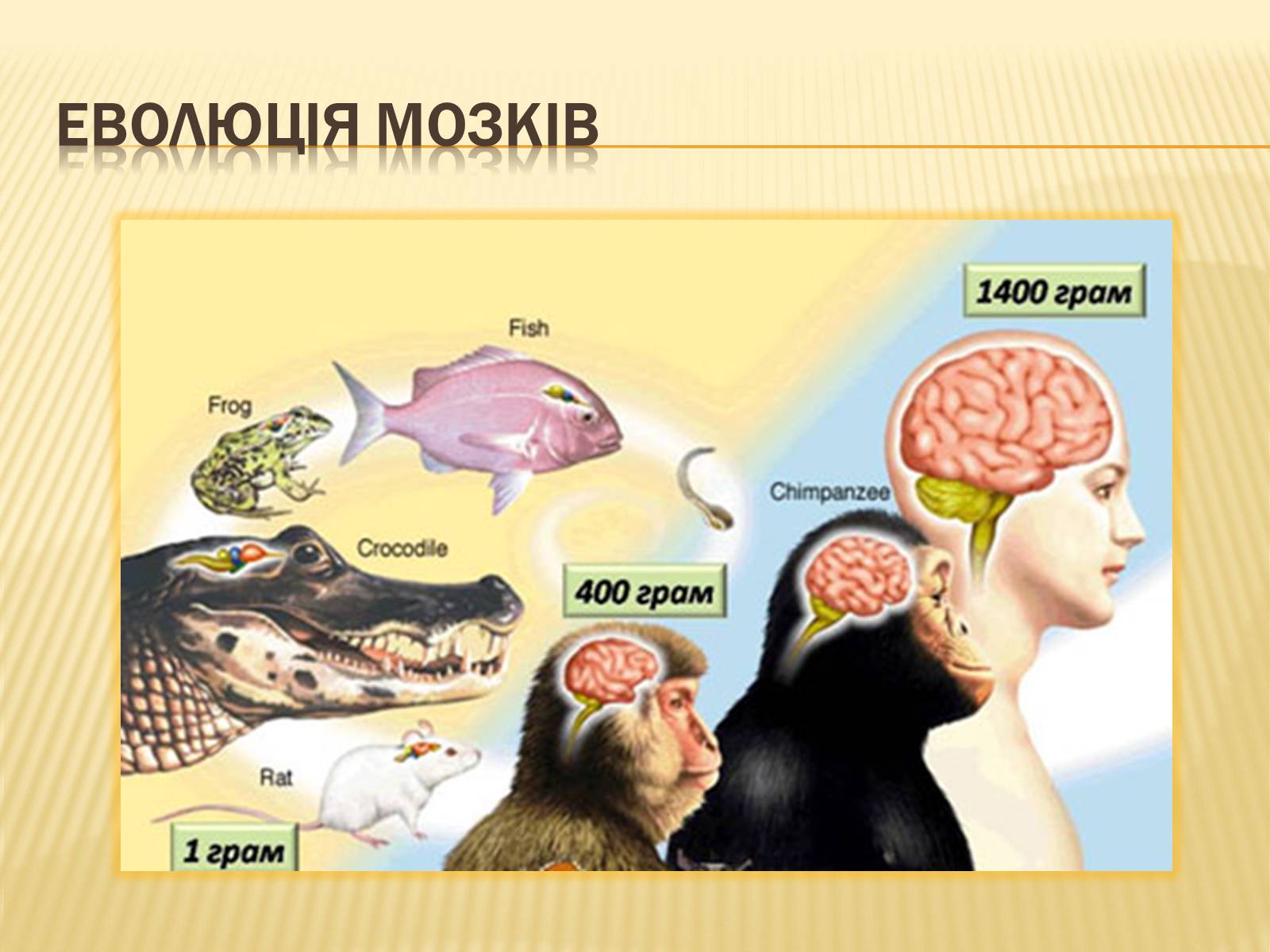 Презентація на тему «Головний мозок» (варіант 1) - Слайд #6 Презентація на тему «Головний мозок» (варіант 1) - Слайд #6