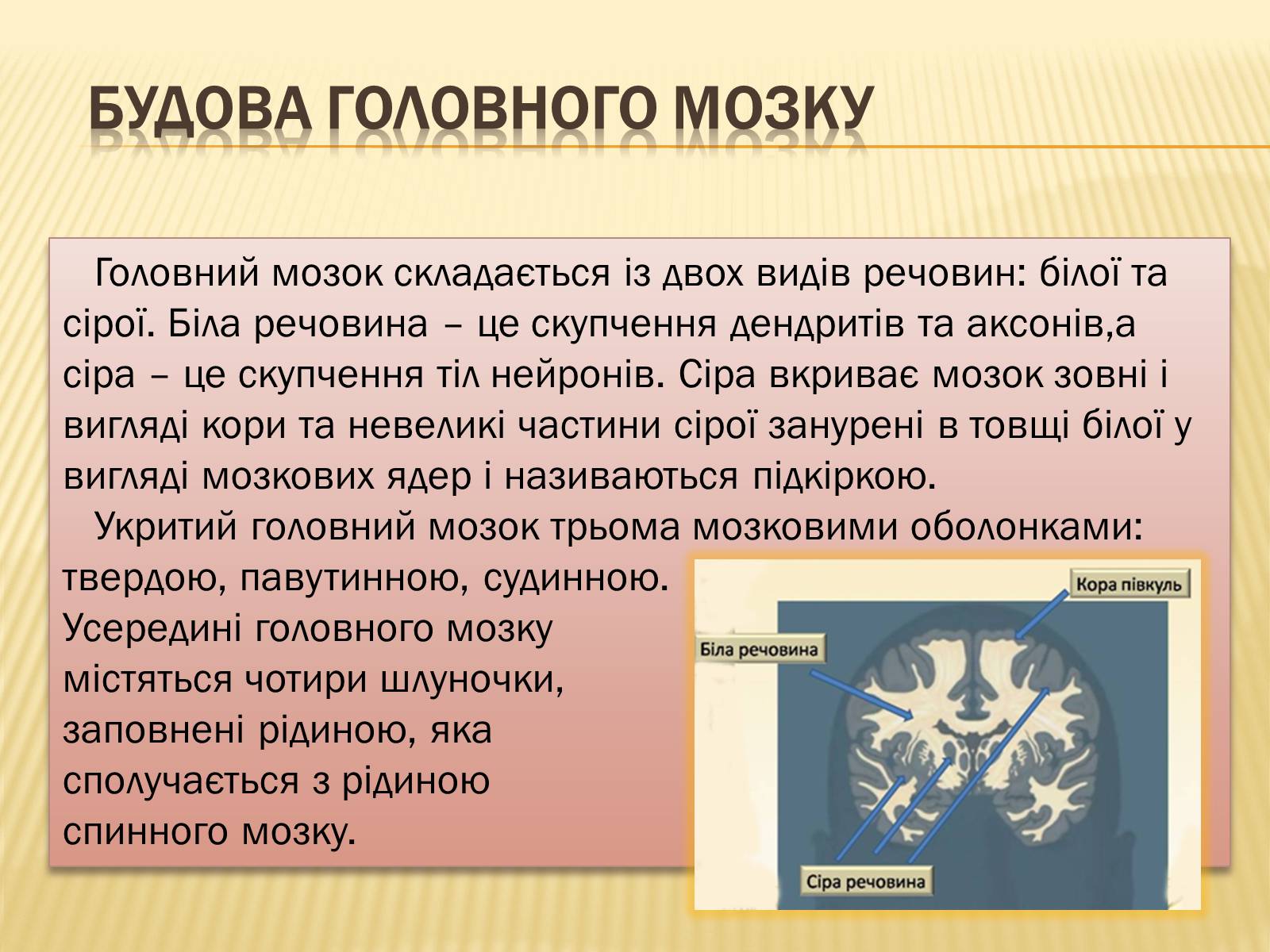 Презентація на тему «Головний мозок» (варіант 1) - Слайд #9 Презентація на тему «Головний мозок» (варіант 1) - Слайд #9