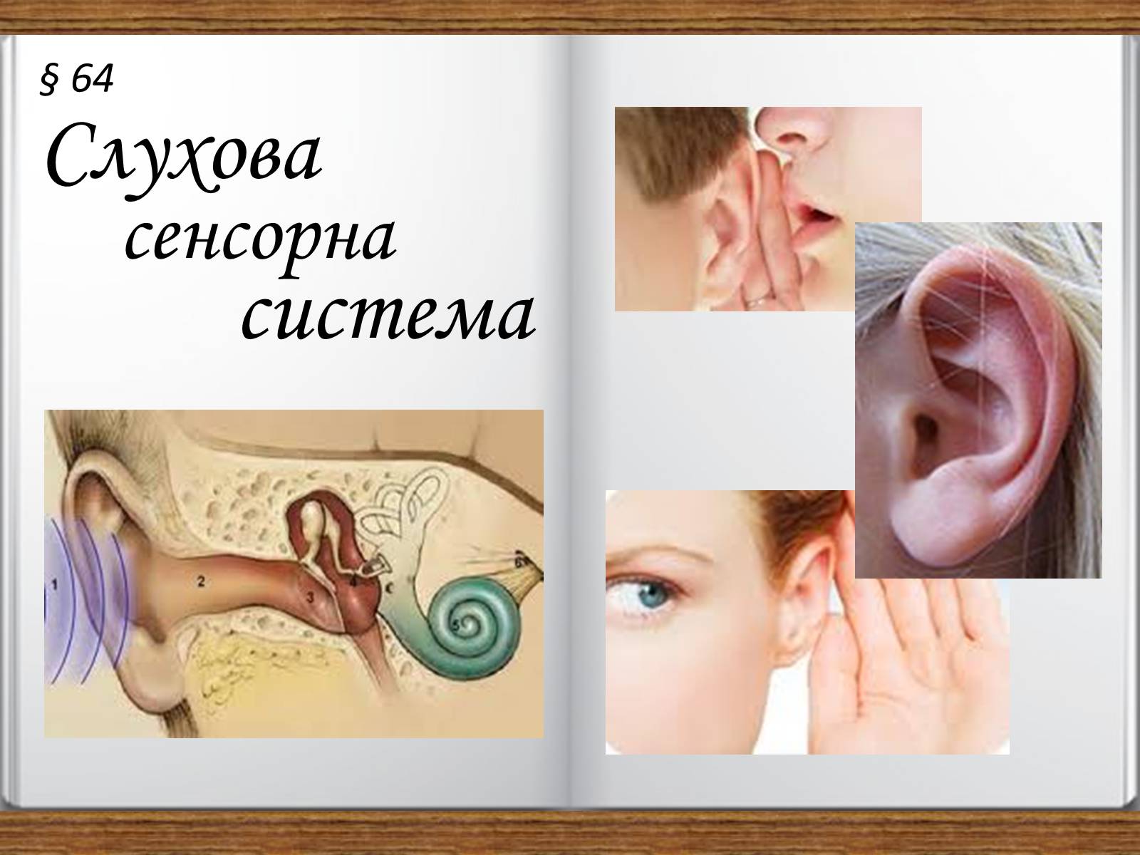 Презентація на тему «Слухова сенсорна система» - Слайд #1 Презентація на тему «Слухова сенсорна система» - Слайд #1