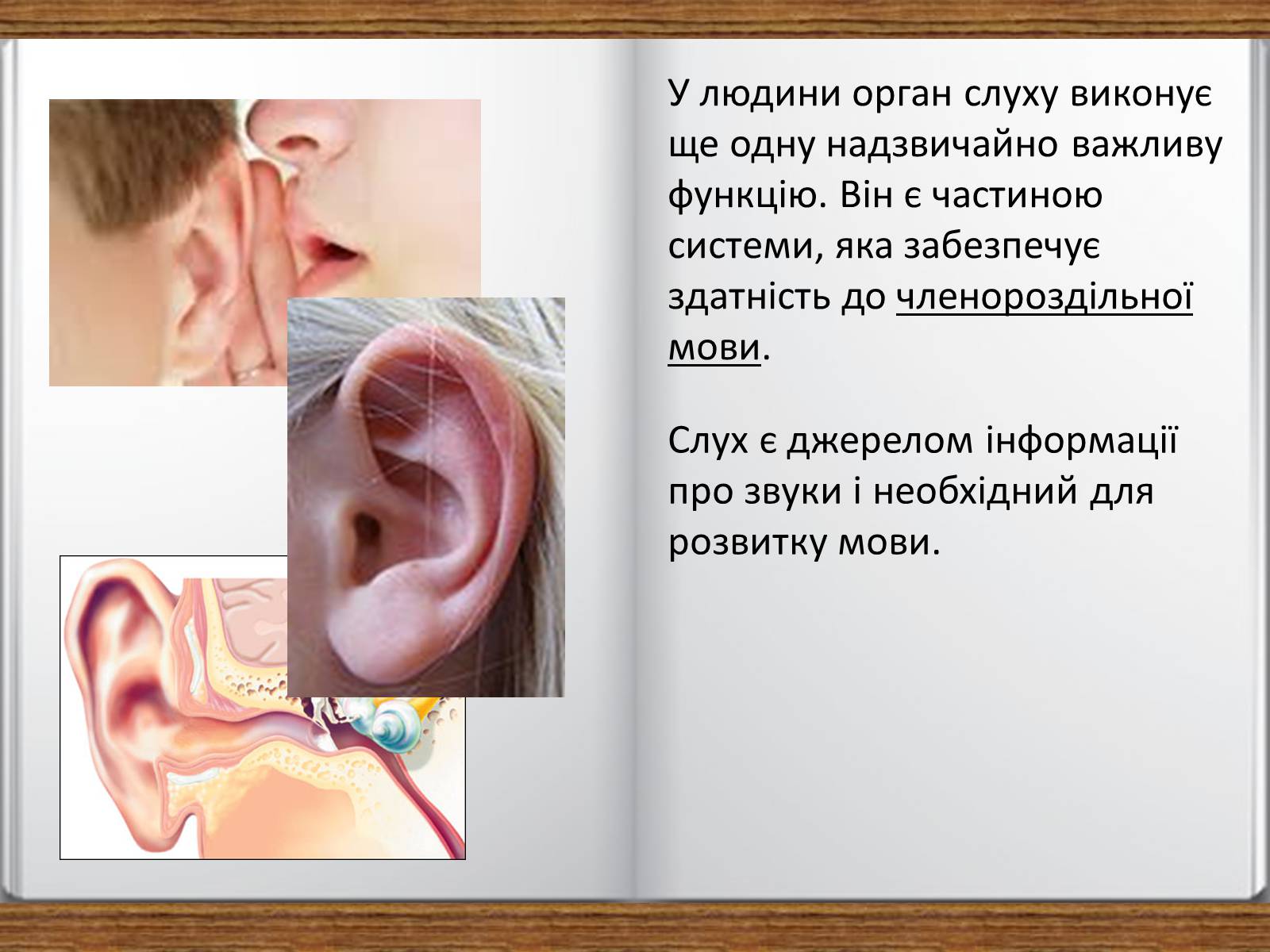 Презентація на тему «Слухова сенсорна система» - Слайд #13 Презентація на тему «Слухова сенсорна система» - Слайд #13