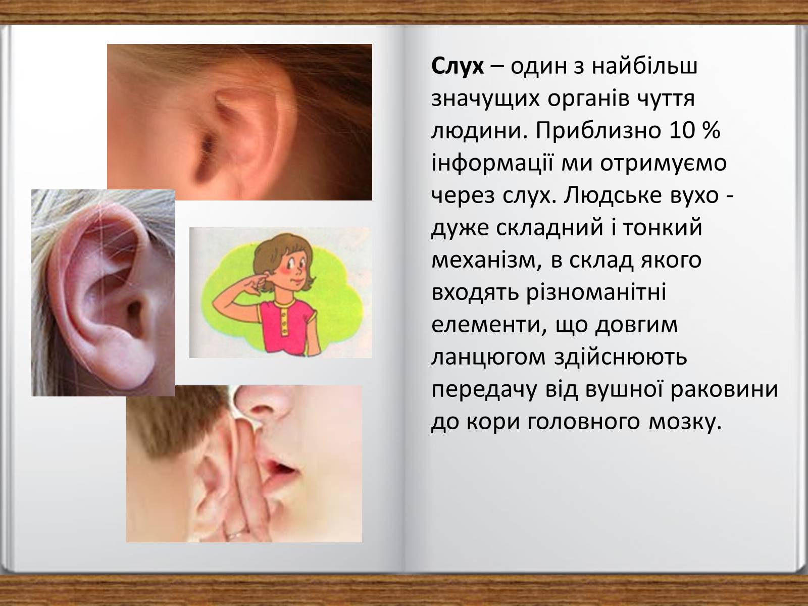Презентація на тему «Слухова сенсорна система» - Слайд #2 Презентація на тему «Слухова сенсорна система» - Слайд #2