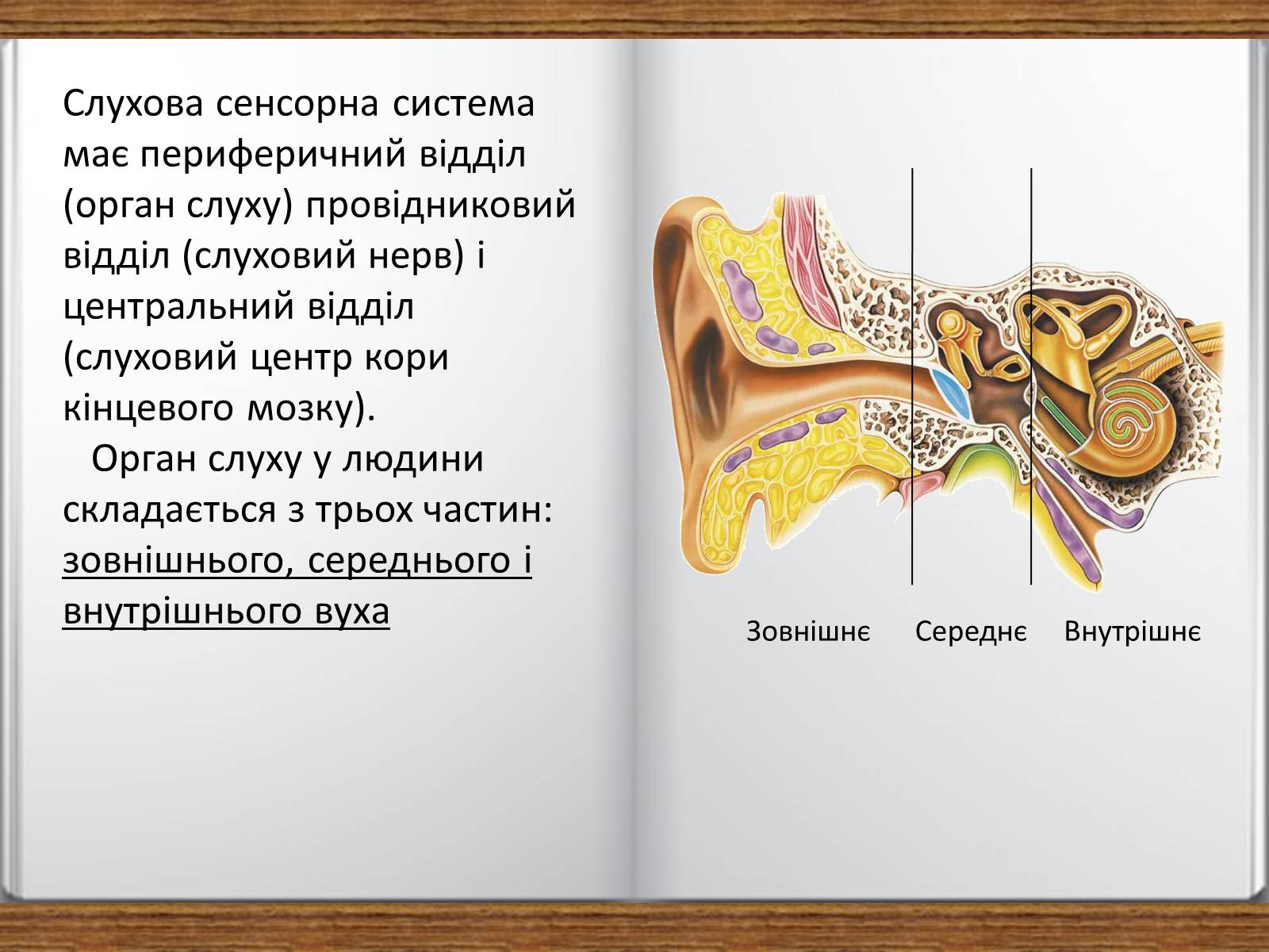 Презентація на тему «Слухова сенсорна система» - Слайд #3 Презентація на тему «Слухова сенсорна система» - Слайд #3