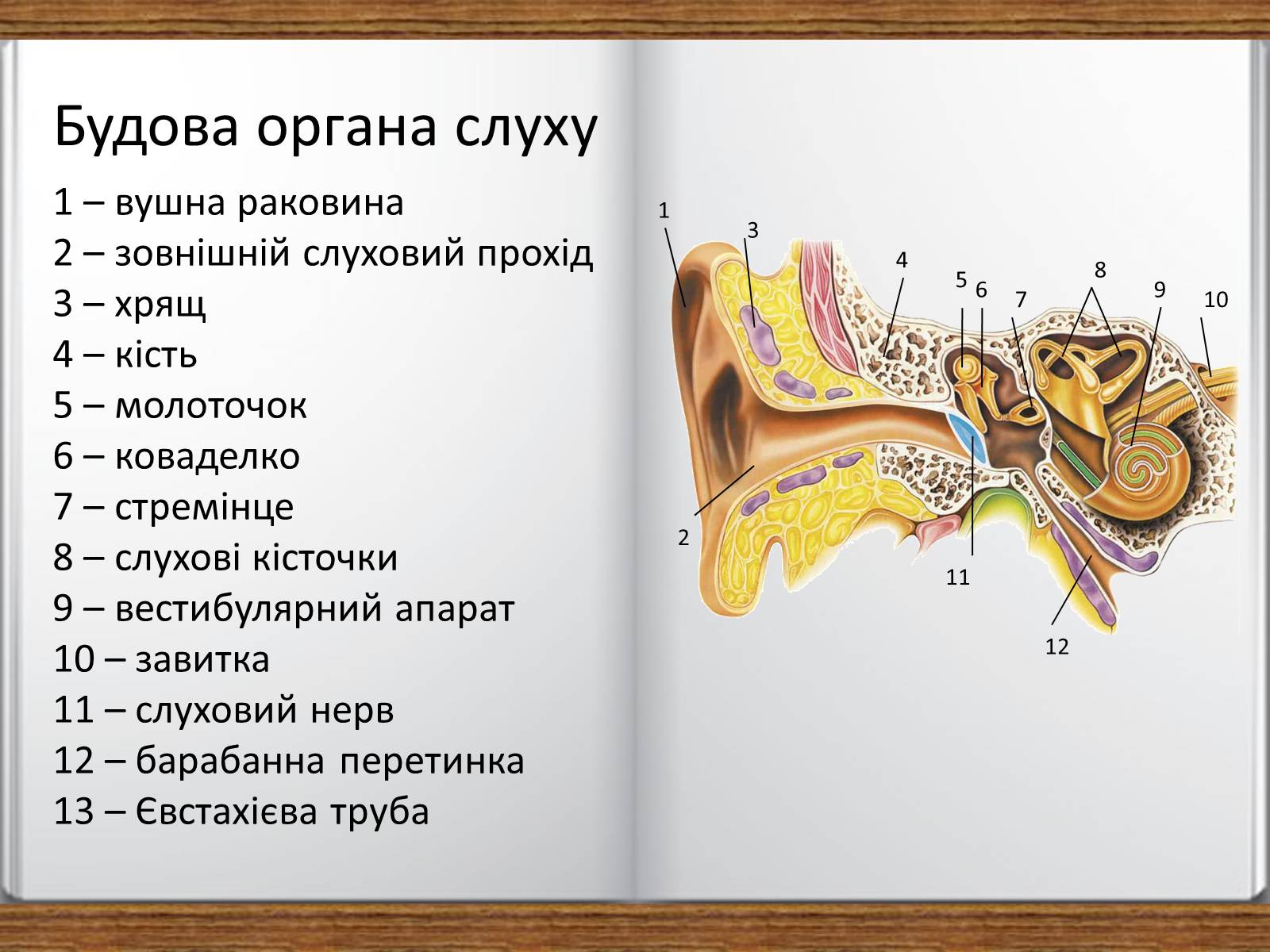 Презентація на тему «Слухова сенсорна система» - Слайд #4 Презентація на тему «Слухова сенсорна система» - Слайд #4