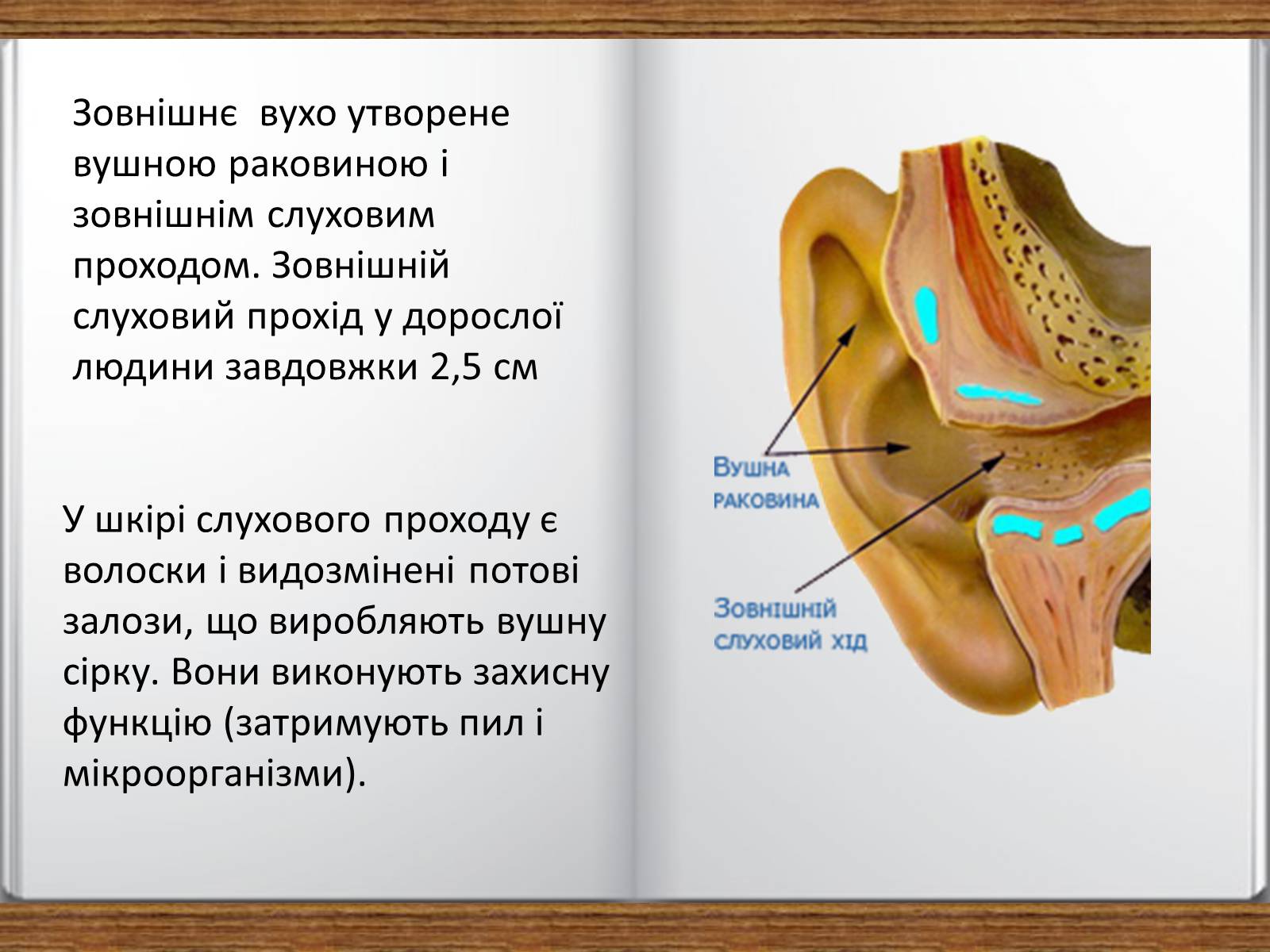 Презентація на тему «Слухова сенсорна система» - Слайд #5 Презентація на тему «Слухова сенсорна система» - Слайд #5