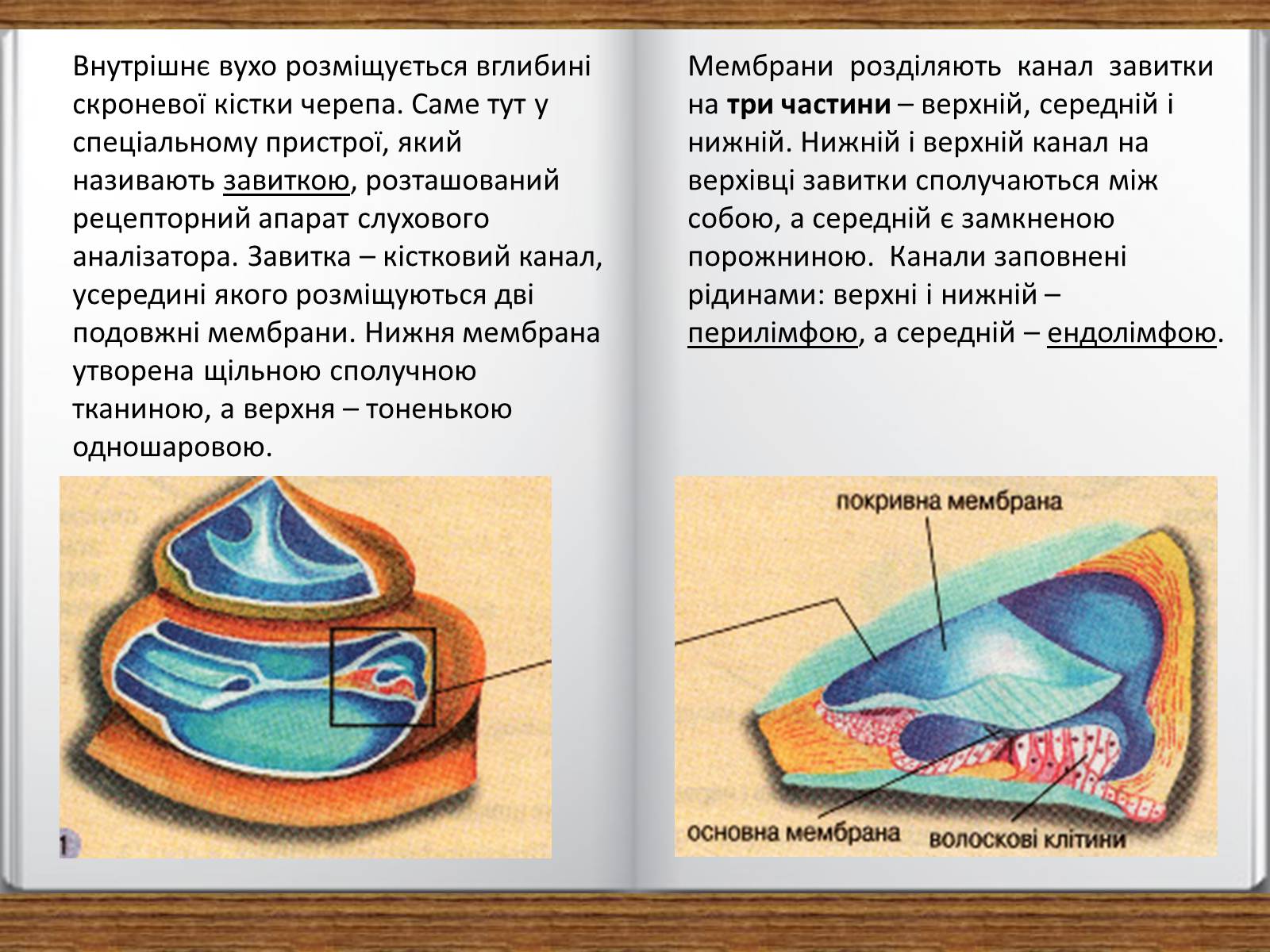 Презентація на тему «Слухова сенсорна система» - Слайд #7 Презентація на тему «Слухова сенсорна система» - Слайд #7