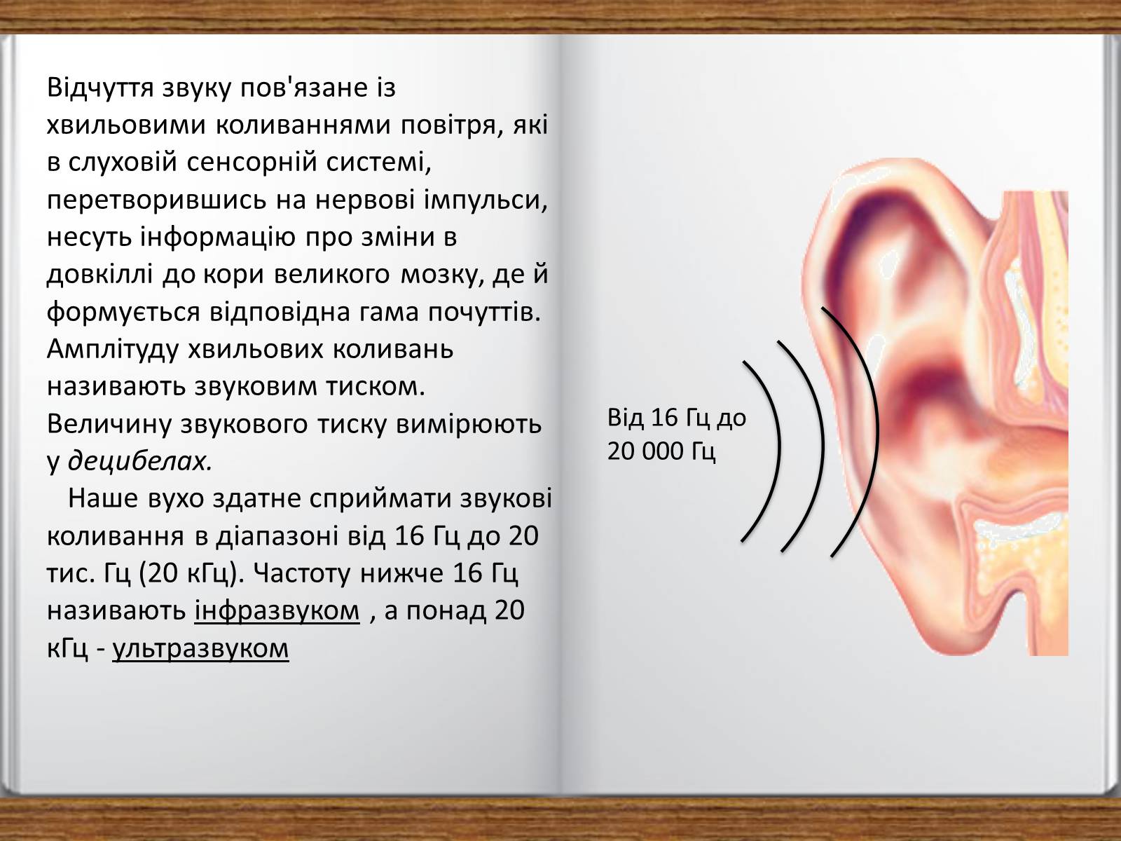 Презентація на тему «Слухова сенсорна система» - Слайд #8 Презентація на тему «Слухова сенсорна система» - Слайд #8
