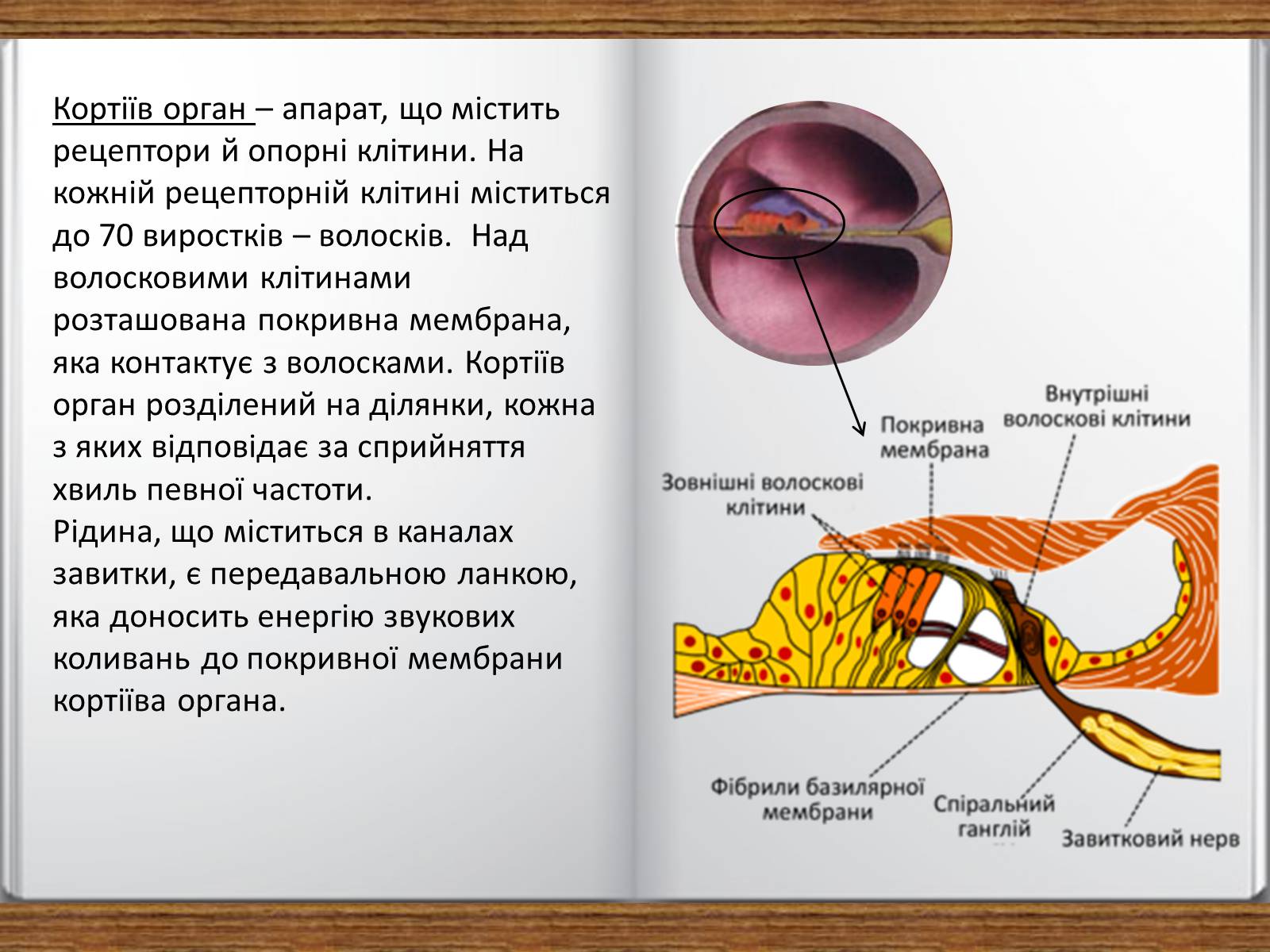 Презентація на тему «Слухова сенсорна система» - Слайд #9 Презентація на тему «Слухова сенсорна система» - Слайд #9