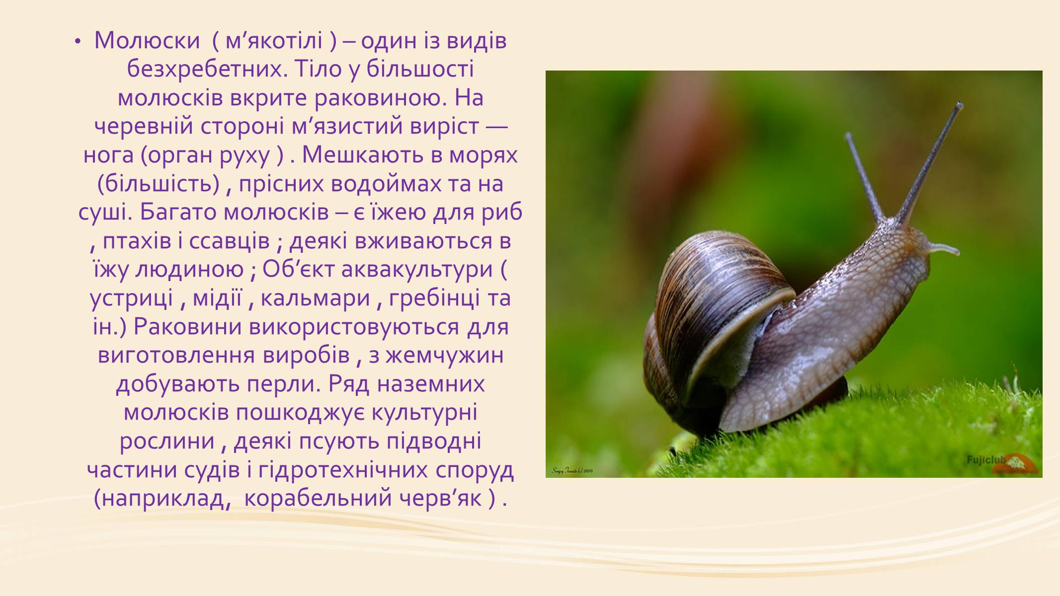 Презентація на тему «Молюски» (варіант 1) - Слайд #2 Презентація на тему «Молюски» (варіант 1) - Слайд #2