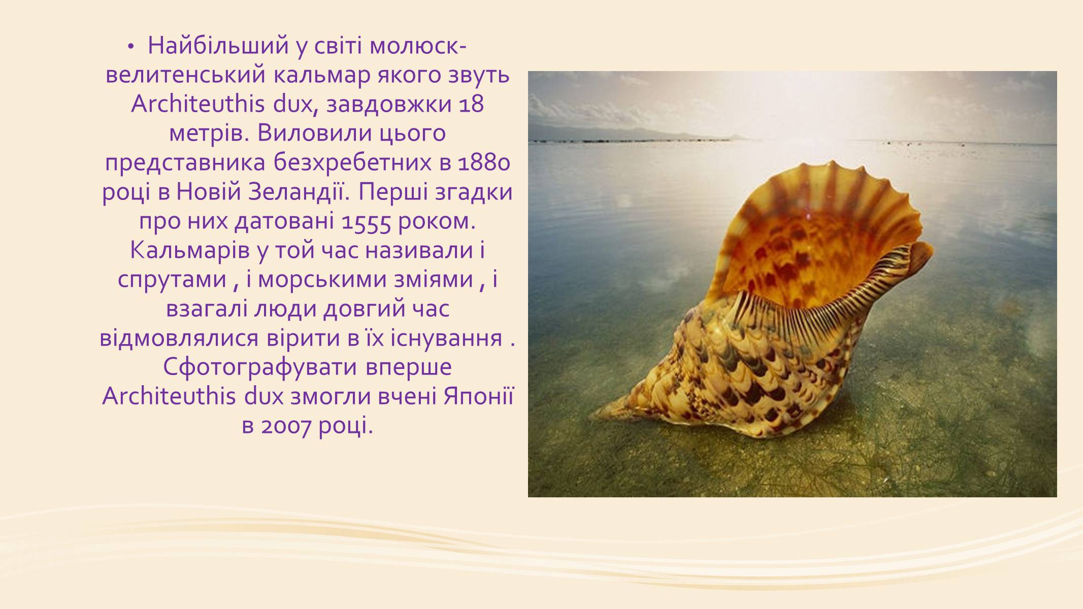 Презентація на тему «Молюски» (варіант 1) - Слайд #6 Презентація на тему «Молюски» (варіант 1) - Слайд #6