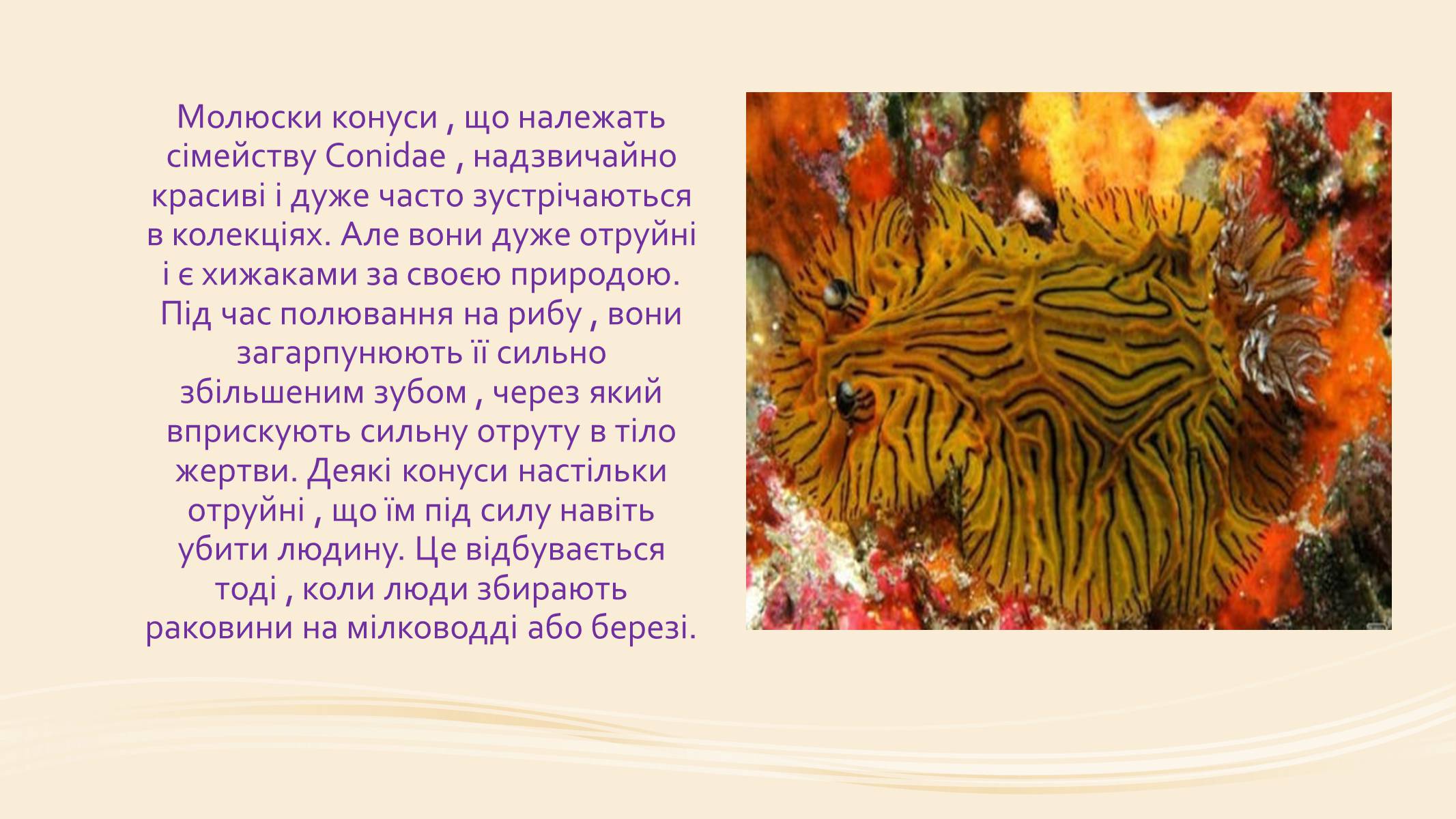 Презентація на тему «Молюски» (варіант 1) - Слайд #9 Презентація на тему «Молюски» (варіант 1) - Слайд #9