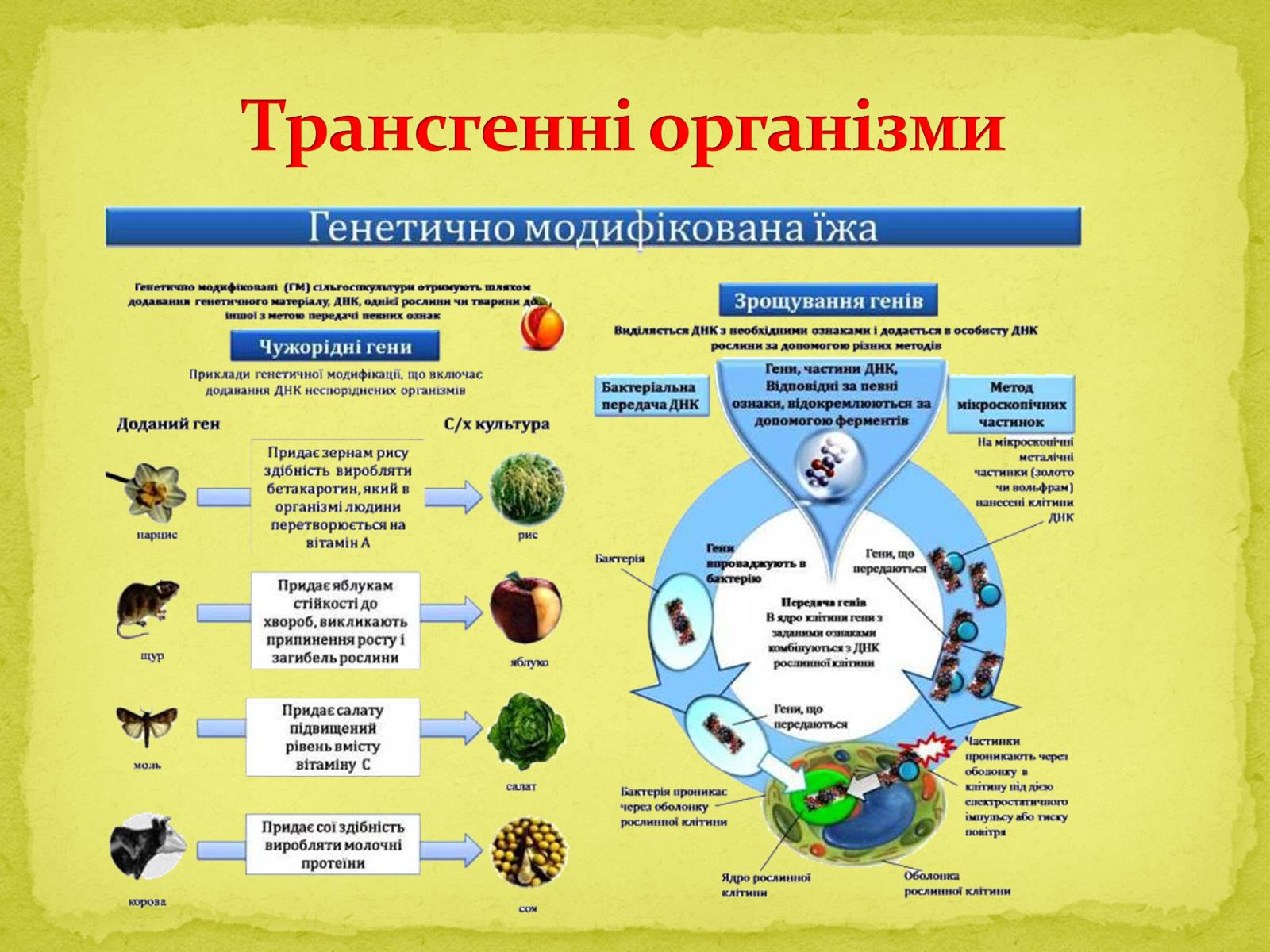Презентація на тему «Основні напрямки сучасної біотехнології» (варіант 1) - Слайд #10 Презентація на тему «Основні напрямки сучасної біотехнології» (варіант 1) - Слайд #10