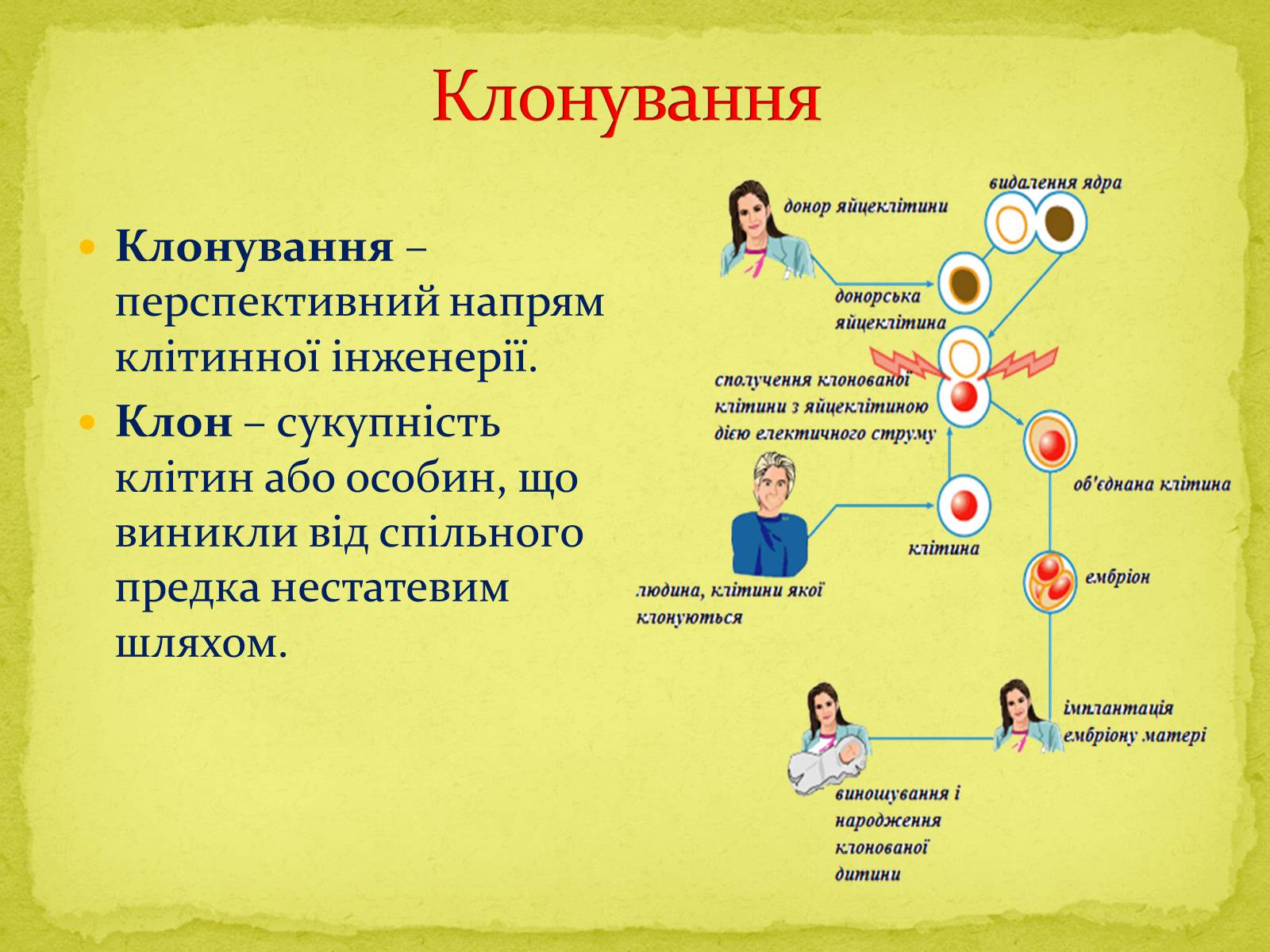 Презентація на тему «Основні напрямки сучасної біотехнології» (варіант 1) - Слайд #11 Презентація на тему «Основні напрямки сучасної біотехнології» (варіант 1) - Слайд #11