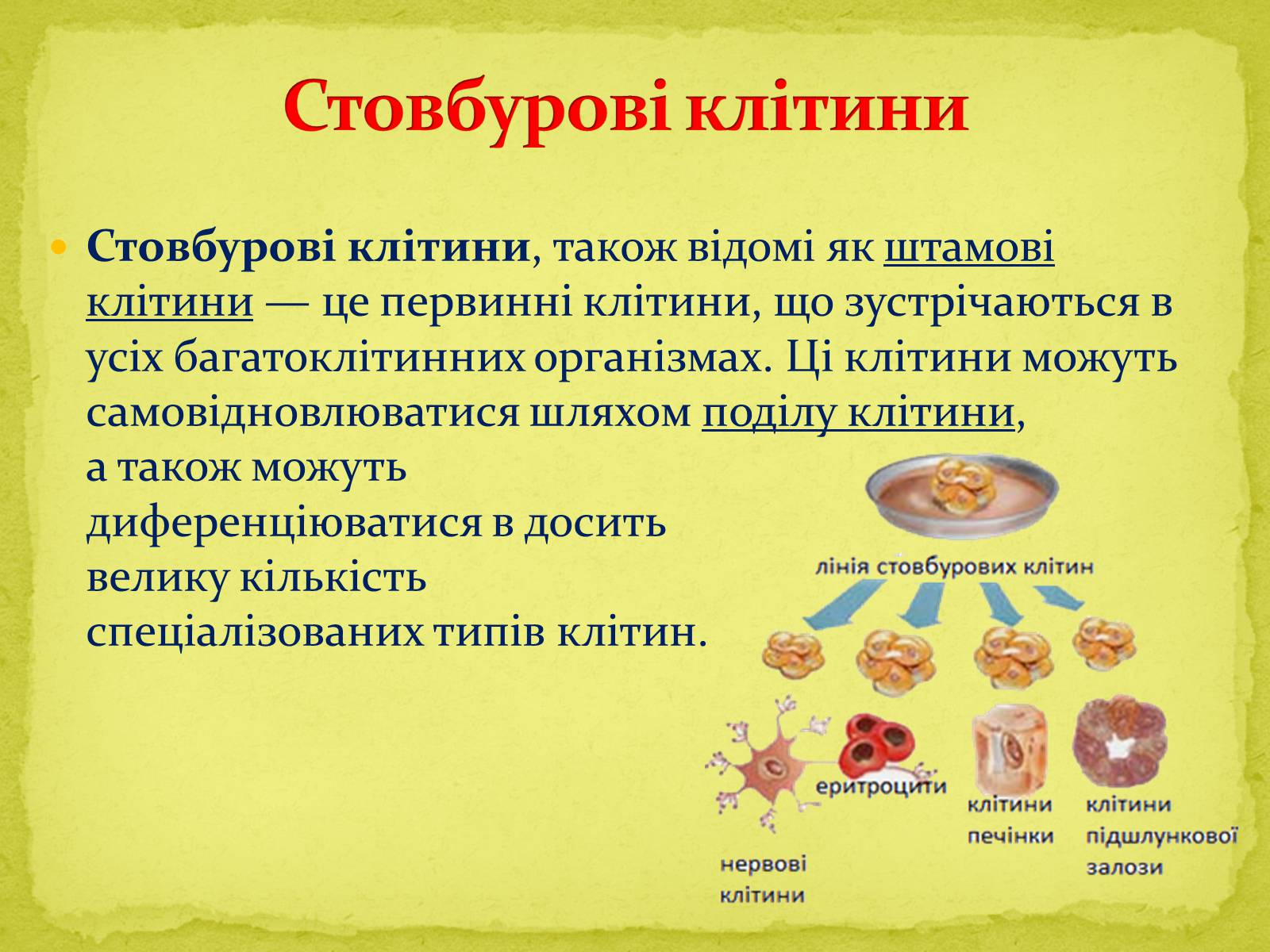 Презентація на тему «Основні напрямки сучасної біотехнології» (варіант 1) - Слайд #12 Презентація на тему «Основні напрямки сучасної біотехнології» (варіант 1) - Слайд #12