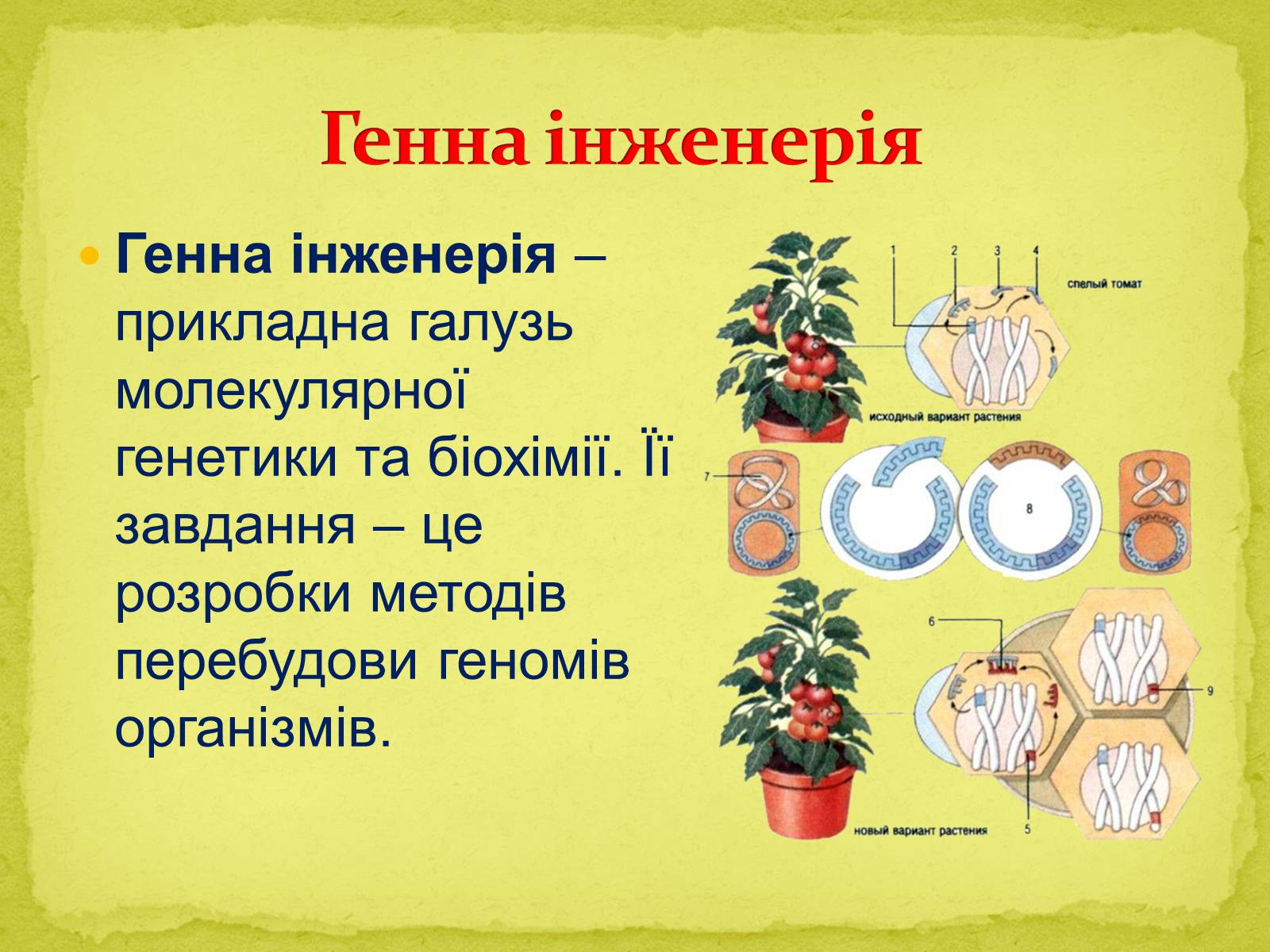 Презентація на тему «Основні напрямки сучасної біотехнології» (варіант 1) - Слайд #6 Презентація на тему «Основні напрямки сучасної біотехнології» (варіант 1) - Слайд #6