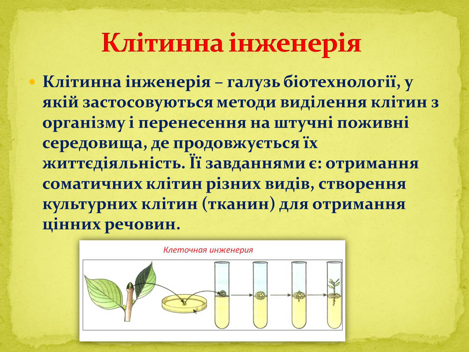 Презентація на тему «Основні напрямки сучасної біотехнології» (варіант 1) - Слайд #8 Презентація на тему «Основні напрямки сучасної біотехнології» (варіант 1) - Слайд #8