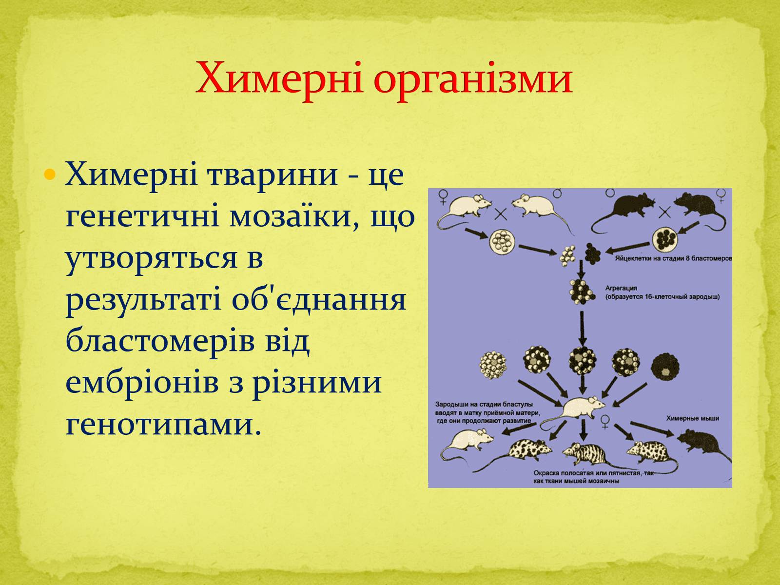 Презентація на тему «Основні напрямки сучасної біотехнології» (варіант 1) - Слайд #9 Презентація на тему «Основні напрямки сучасної біотехнології» (варіант 1) - Слайд #9