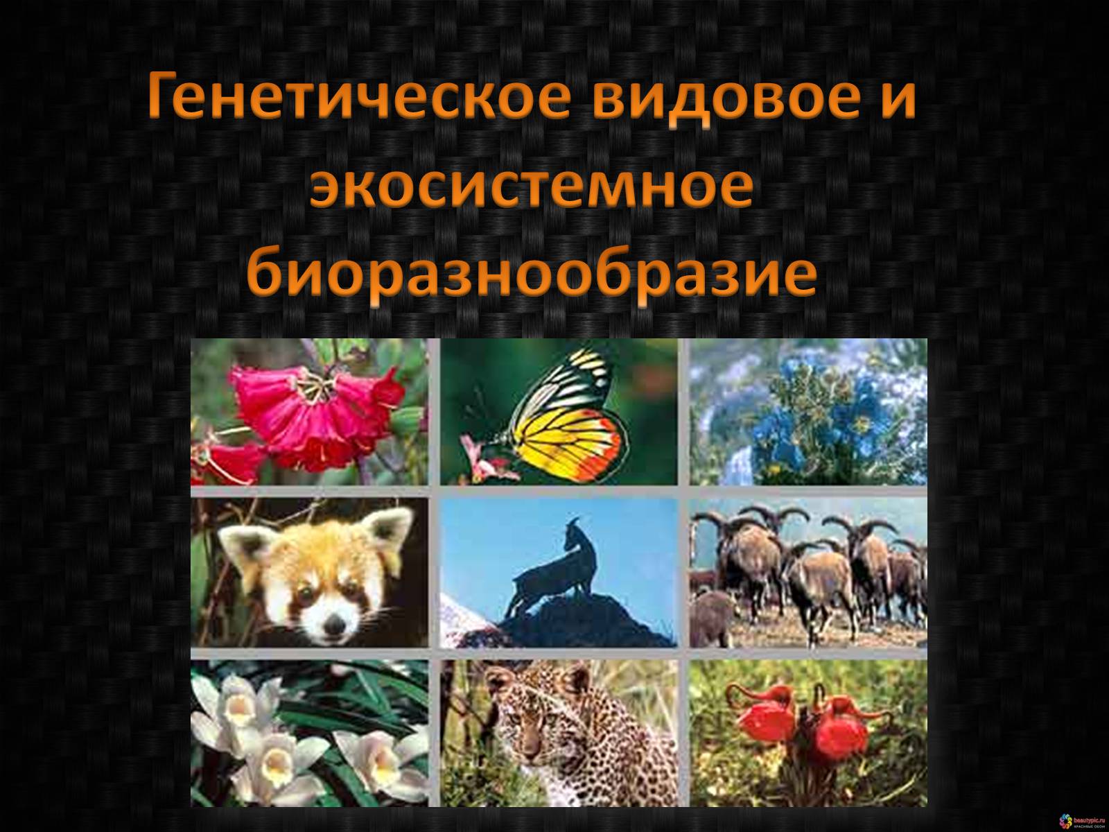 Презентація на тему «Генетическое видовое и экосистемное биоразнообразие» - Слайд #1 Презентація на тему «Генетическое видовое и экосистемное биоразнообразие» - Слайд #1
