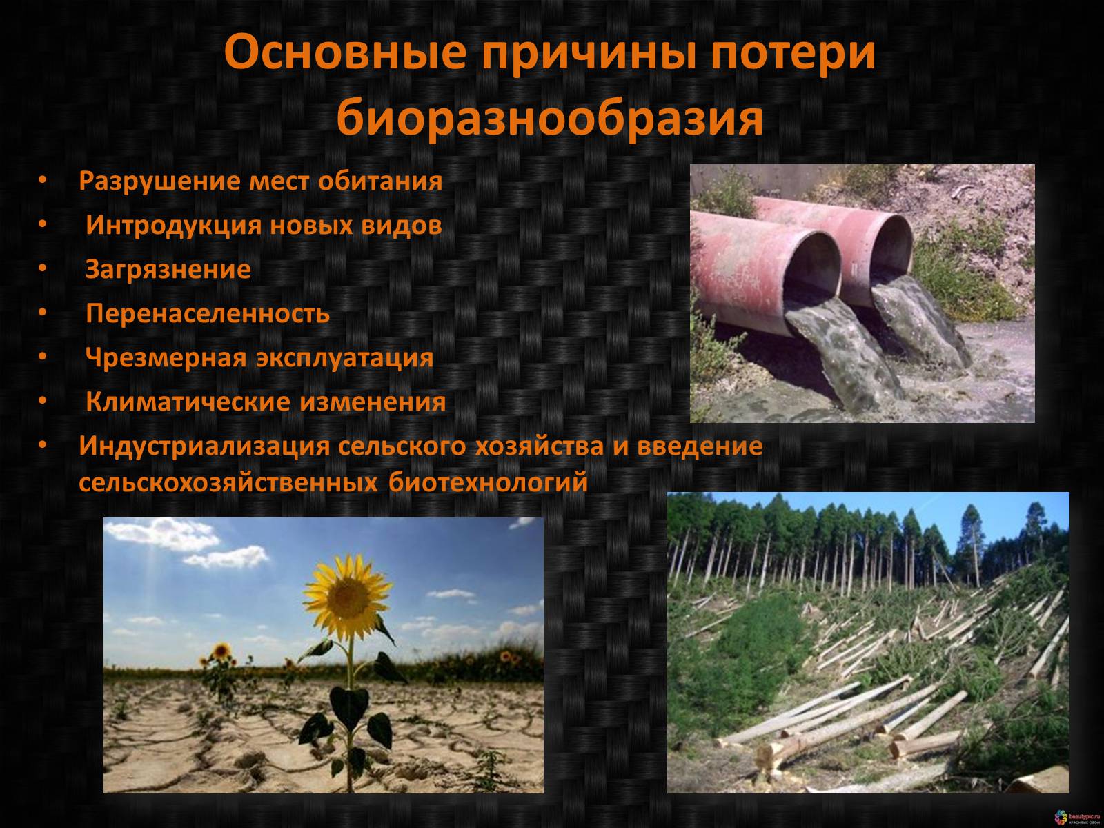 Презентація на тему «Генетическое видовое и экосистемное биоразнообразие» - Слайд #12 Презентація на тему «Генетическое видовое и экосистемное биоразнообразие» - Слайд #12