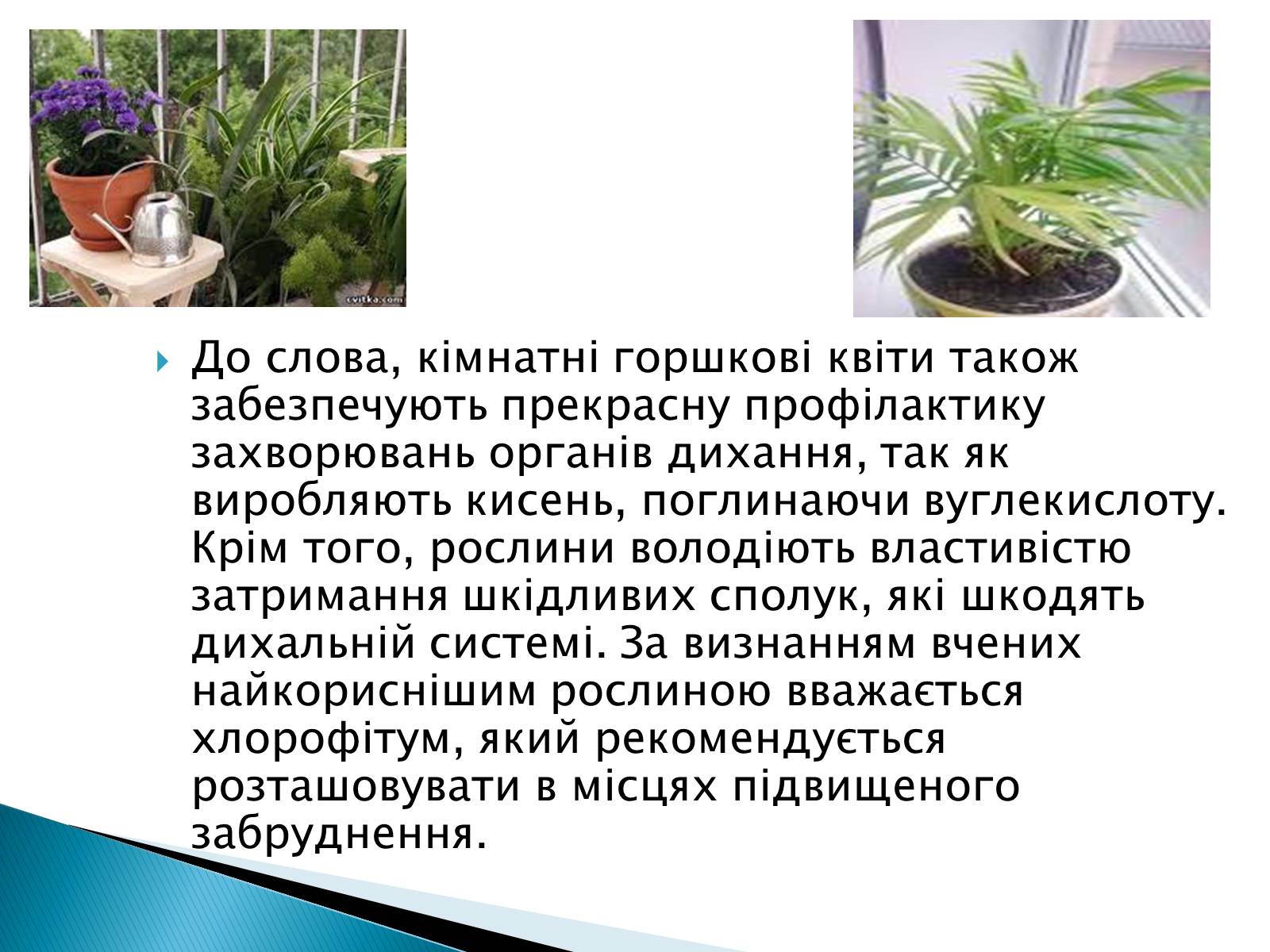 Презентація на тему «Профілактики захворювань органів дихання» - Слайд #8 Презентація на тему «Профілактики захворювань органів дихання» - Слайд #8
