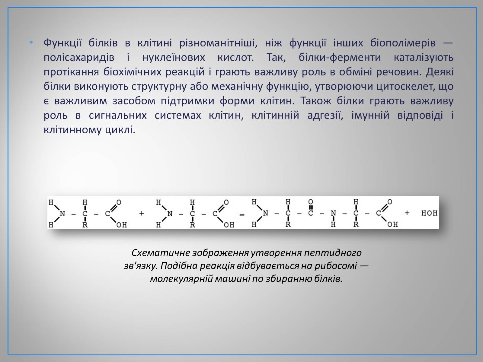 Презентація на тему «Білки, жири, вуглеводи» (варіант 1) - Слайд #4 Презентація на тему «Білки, жири, вуглеводи» (варіант 1) - Слайд #4