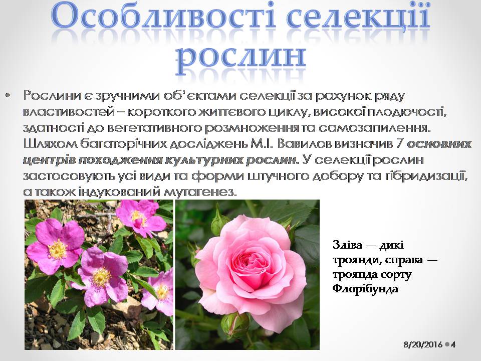 Презентація на тему «Генетичні основи селекції організмів» (варіант 2) - Слайд #4 Презентація на тему «Генетичні основи селекції організмів» (варіант 2) - Слайд #4