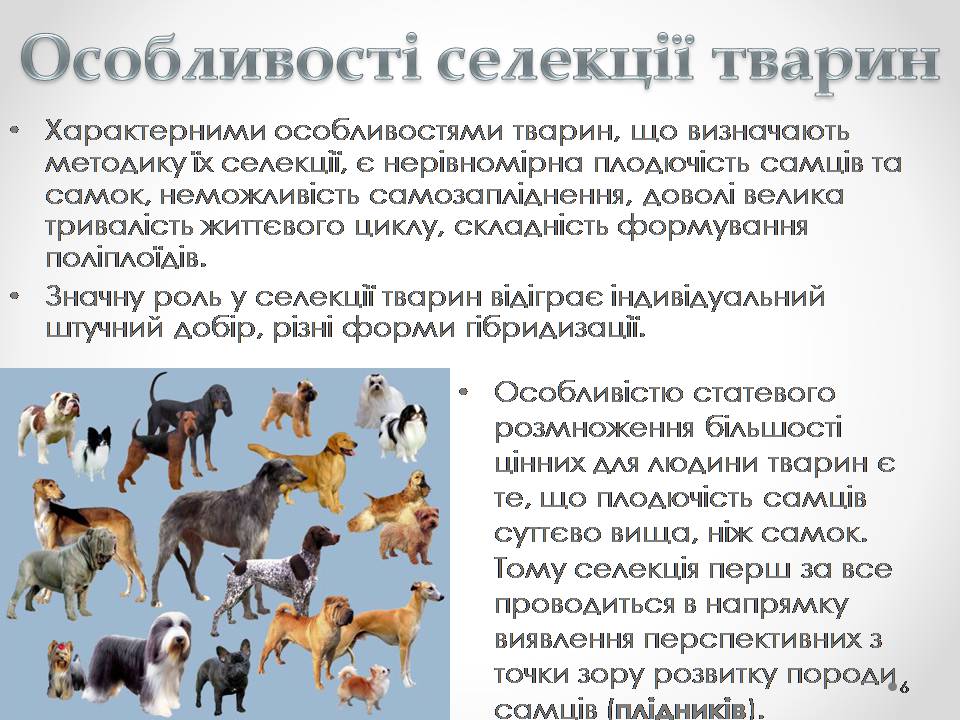 Презентація на тему «Генетичні основи селекції організмів» (варіант 2) - Слайд #6 Презентація на тему «Генетичні основи селекції організмів» (варіант 2) - Слайд #6