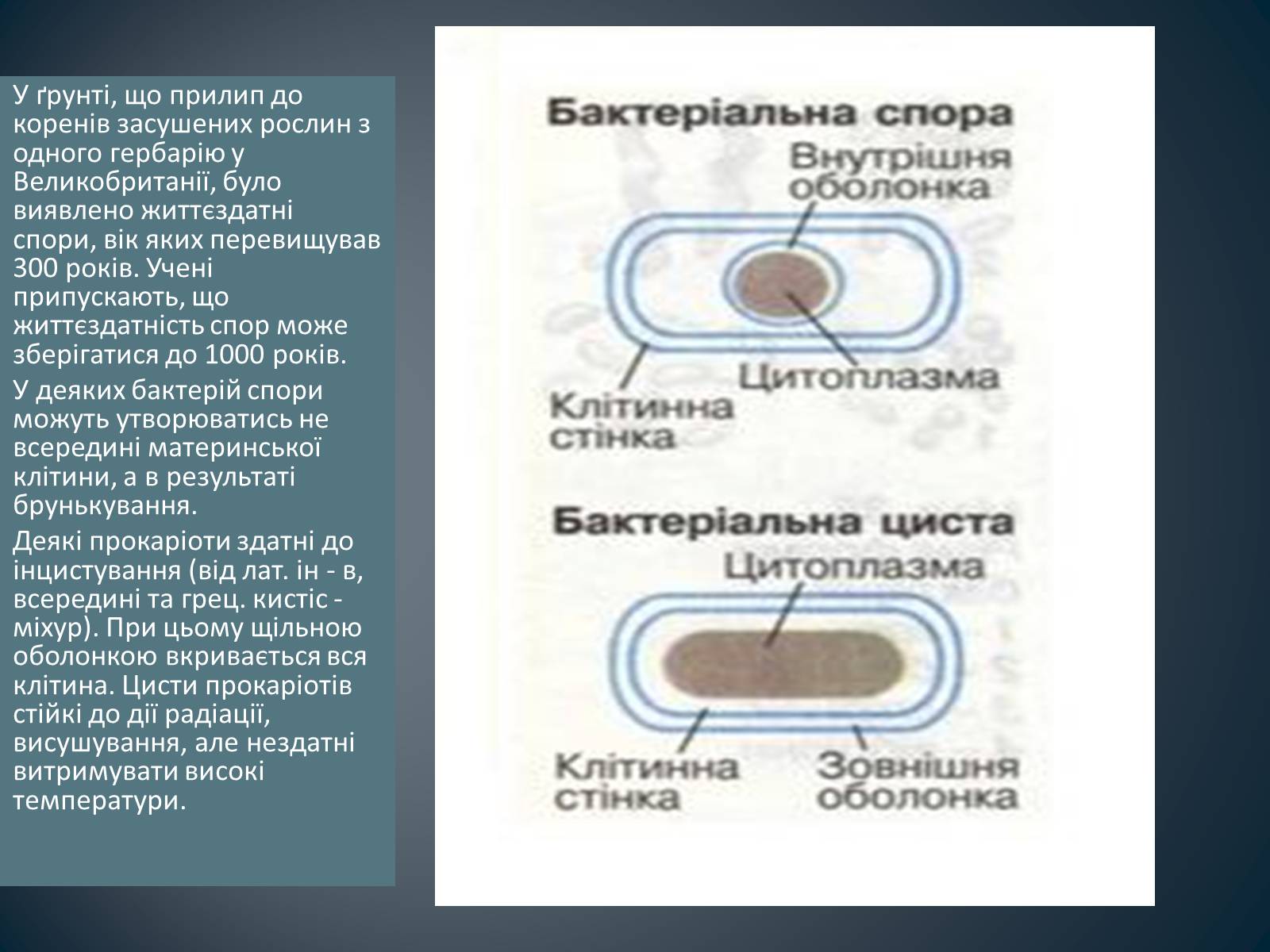 Презентація на тему «Будова клітин прокаріотів» - Слайд #14 Презентація на тему «Будова клітин прокаріотів» - Слайд #14