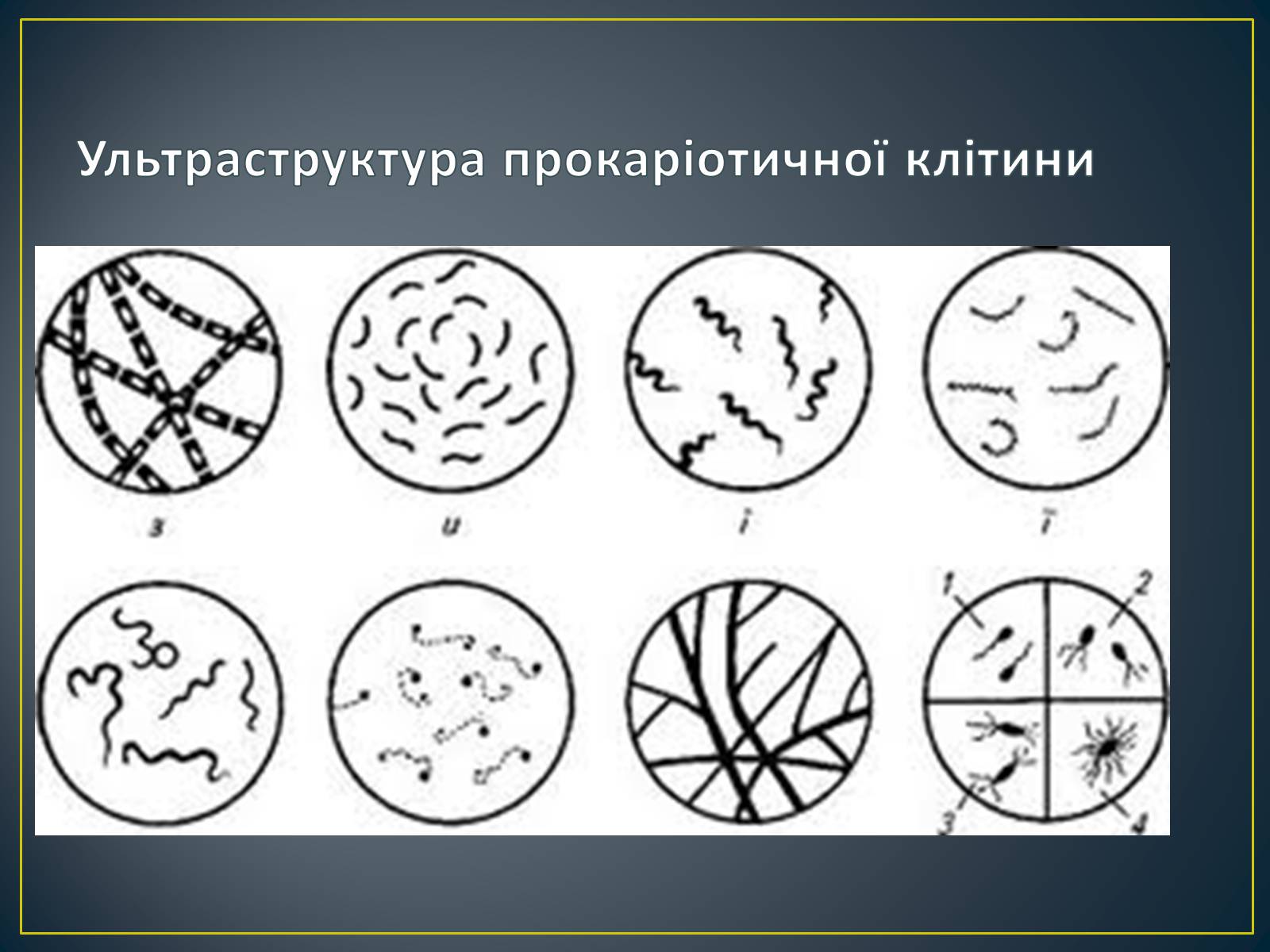 Презентація на тему «Будова клітин прокаріотів» - Слайд #9 Презентація на тему «Будова клітин прокаріотів» - Слайд #9