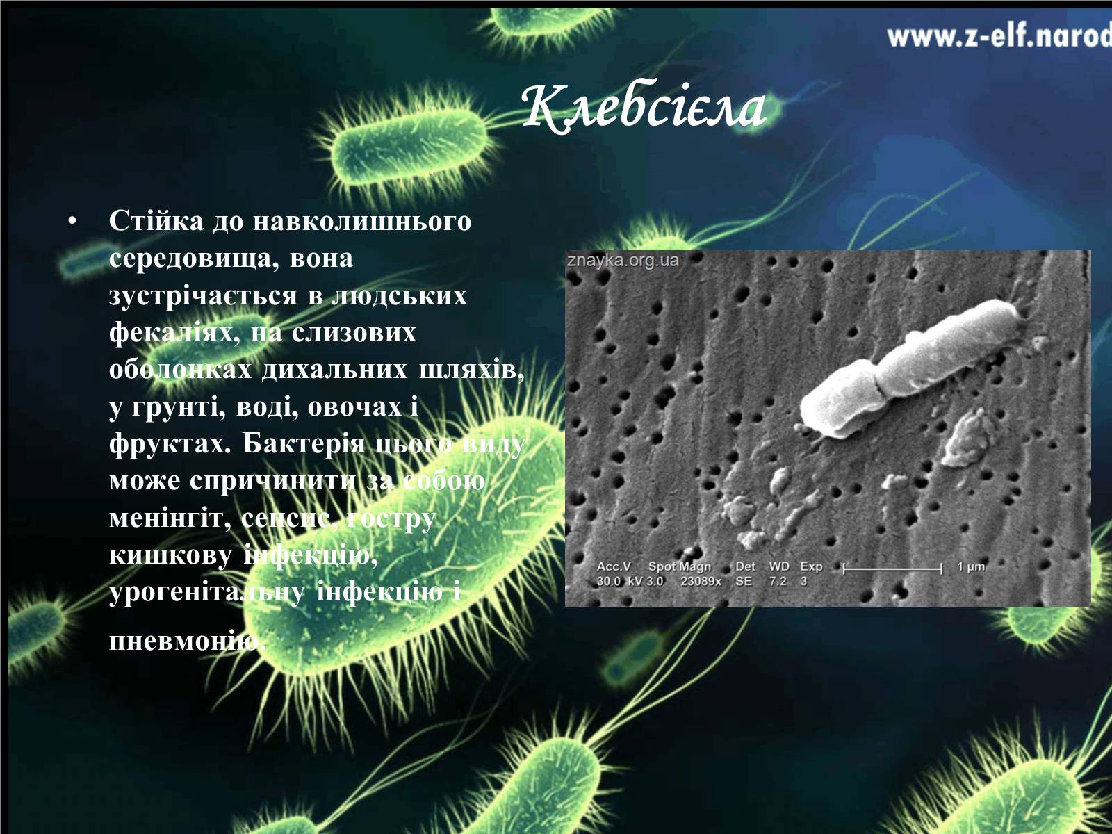 Презентація на тему «Бактерії та їх значення» - Слайд #12 Презентація на тему «Бактерії та їх значення» - Слайд #12