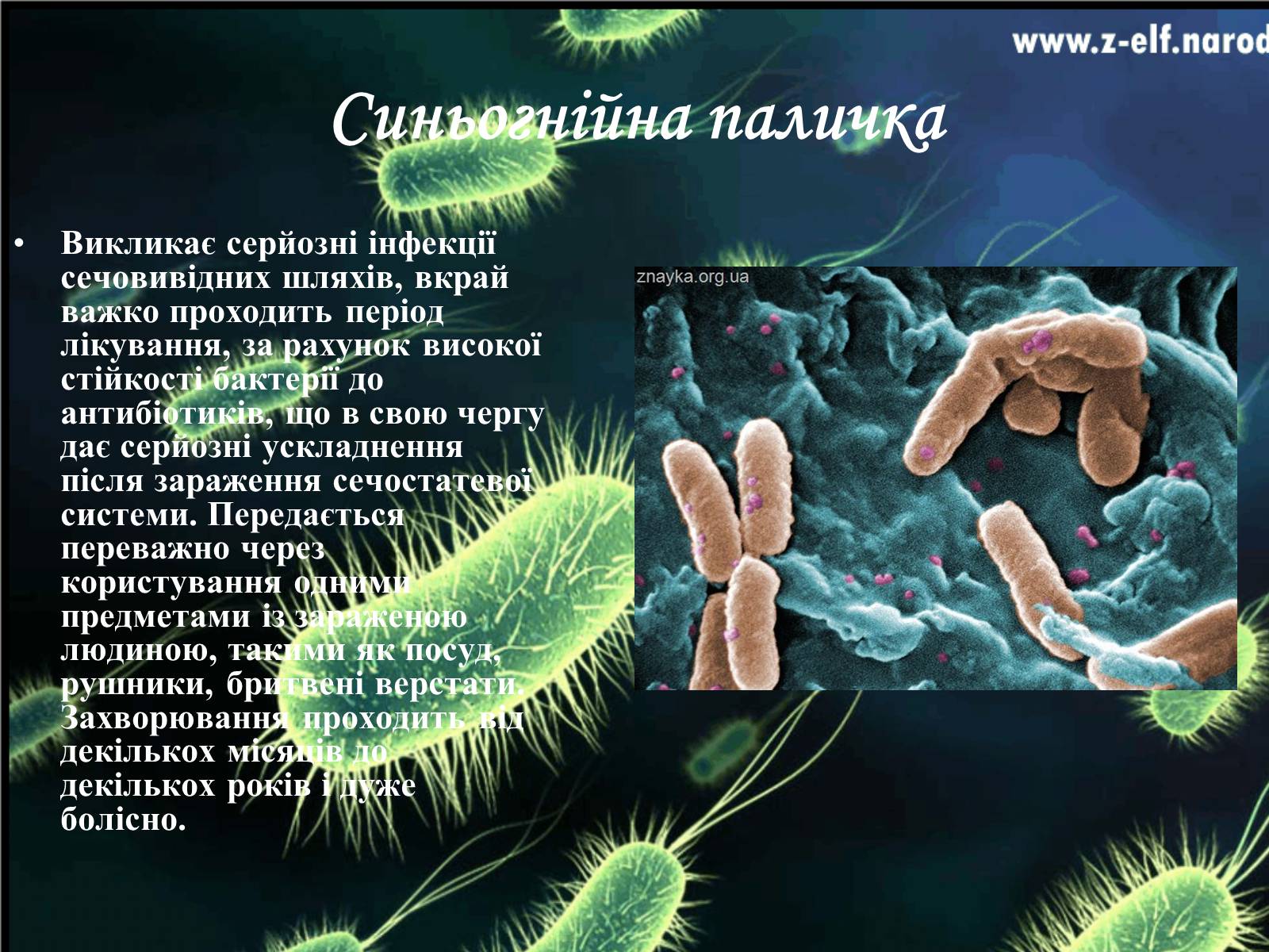 Презентація на тему «Бактерії та їх значення» - Слайд #13 Презентація на тему «Бактерії та їх значення» - Слайд #13