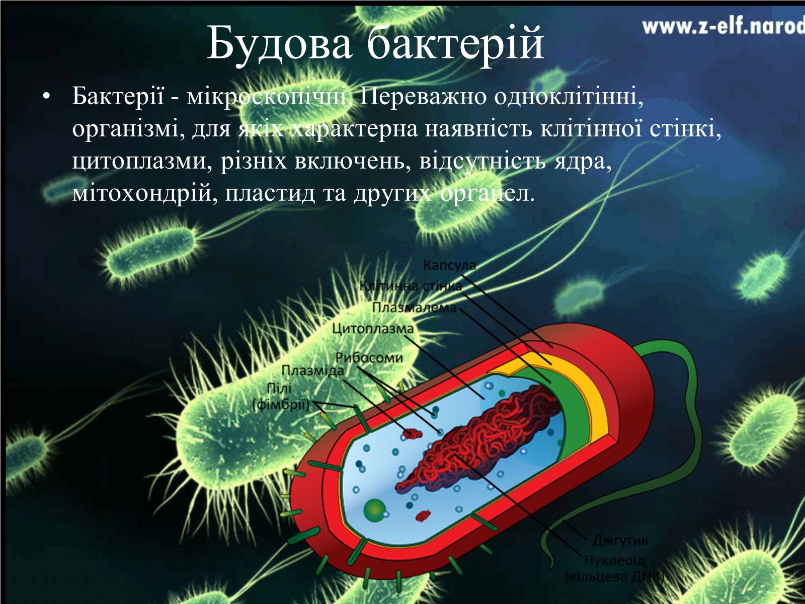 Презентація на тему «Бактерії та їх значення» - Слайд #4 Презентація на тему «Бактерії та їх значення» - Слайд #4