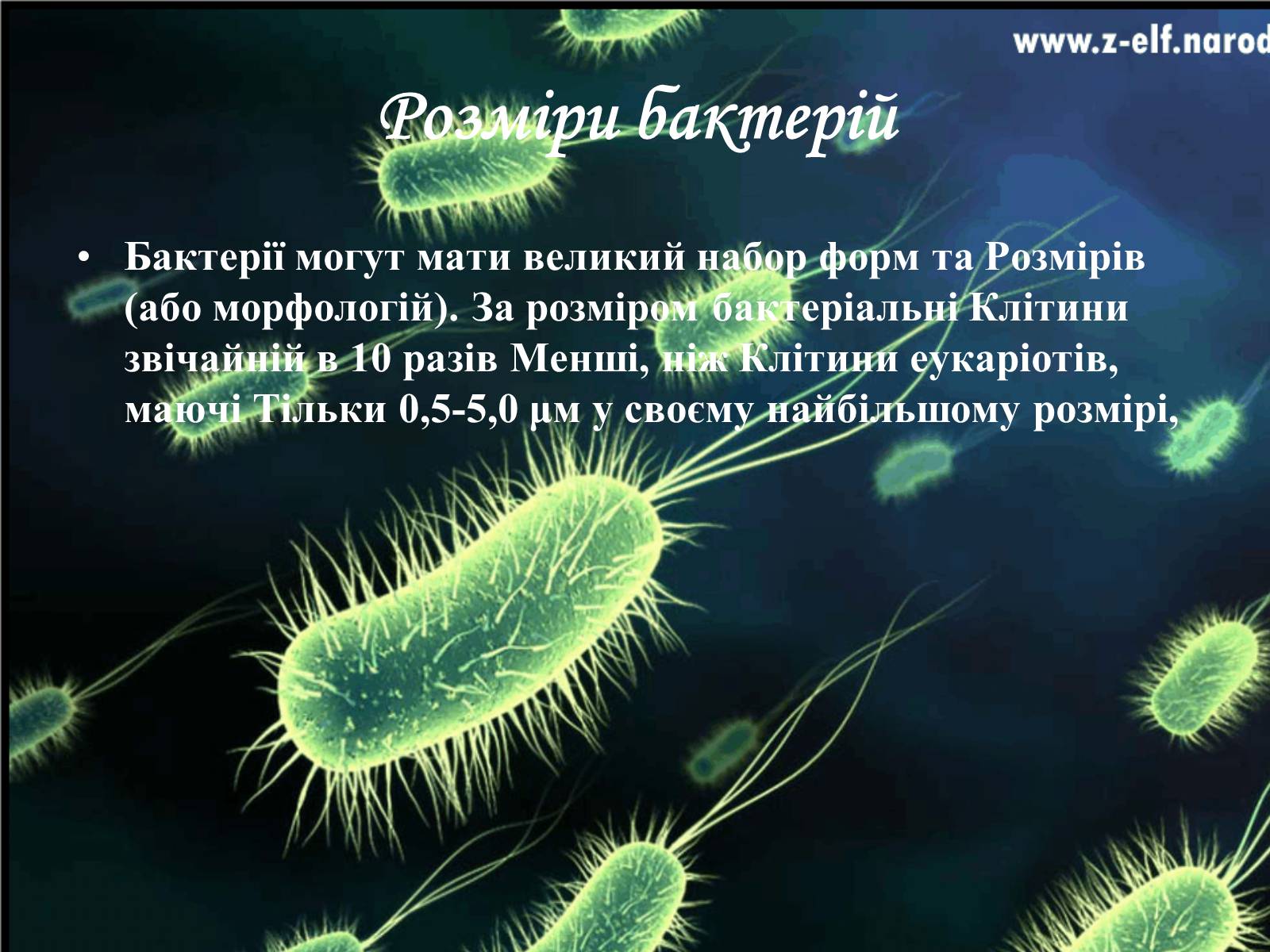 Презентація на тему «Бактерії та їх значення» - Слайд #6 Презентація на тему «Бактерії та їх значення» - Слайд #6