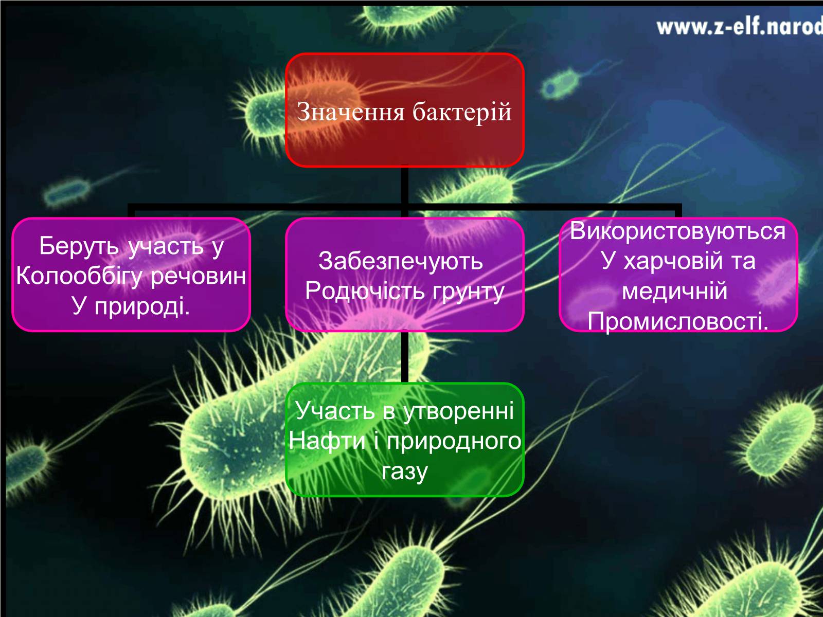 Презентація на тему «Бактерії та їх значення» - Слайд #9 Презентація на тему «Бактерії та їх значення» - Слайд #9
