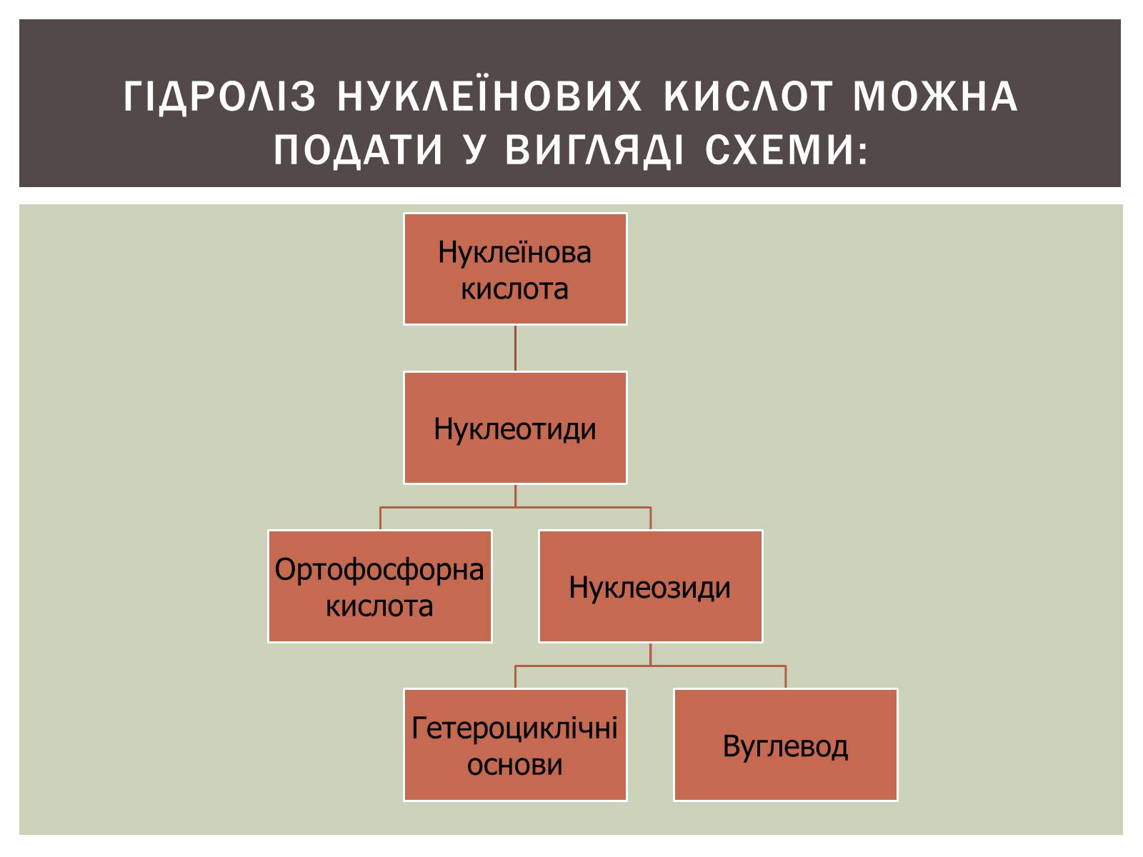 Презентація на тему «Нуклеїнові кислоти» (варіант 3) - Слайд #13 Презентація на тему «Нуклеїнові кислоти» (варіант 3) - Слайд #13