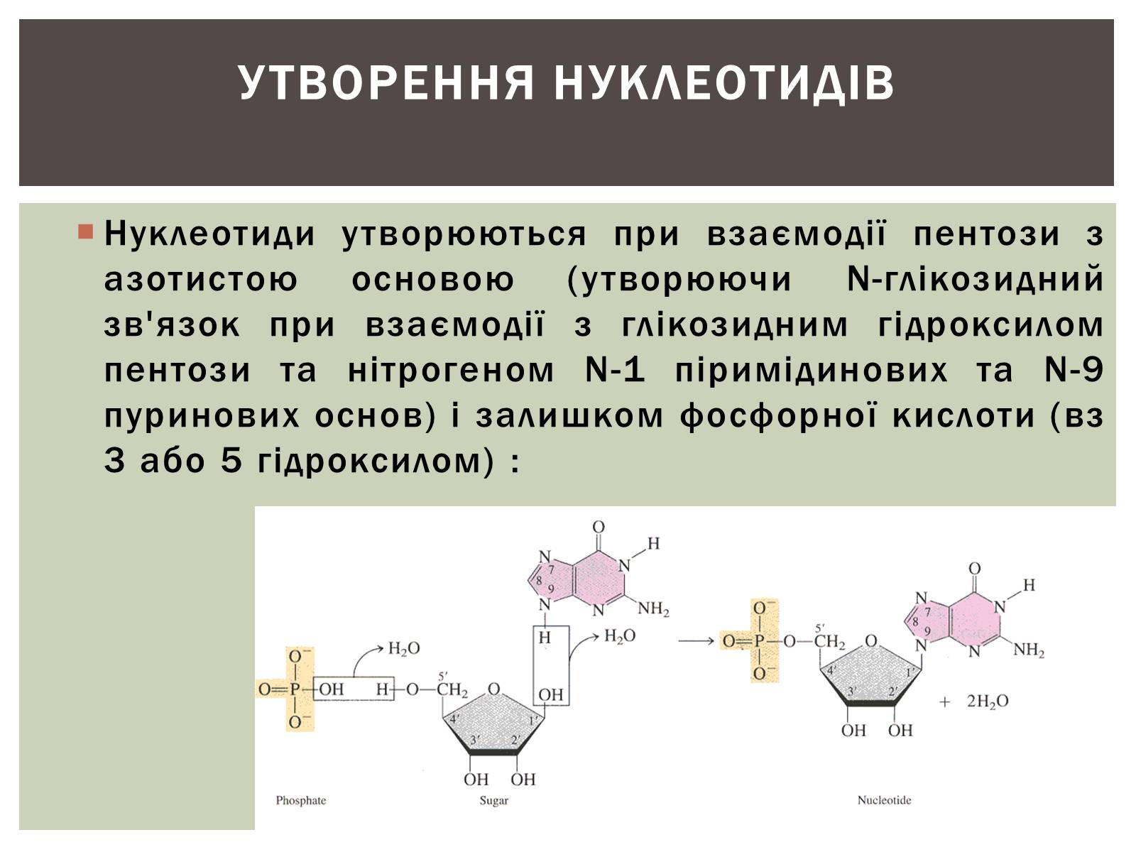 Презентація на тему «Нуклеїнові кислоти» (варіант 3) - Слайд #14 Презентація на тему «Нуклеїнові кислоти» (варіант 3) - Слайд #14