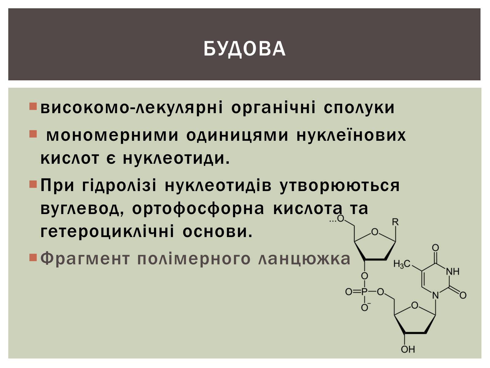 Презентація на тему «Нуклеїнові кислоти» (варіант 3) - Слайд #4 Презентація на тему «Нуклеїнові кислоти» (варіант 3) - Слайд #4