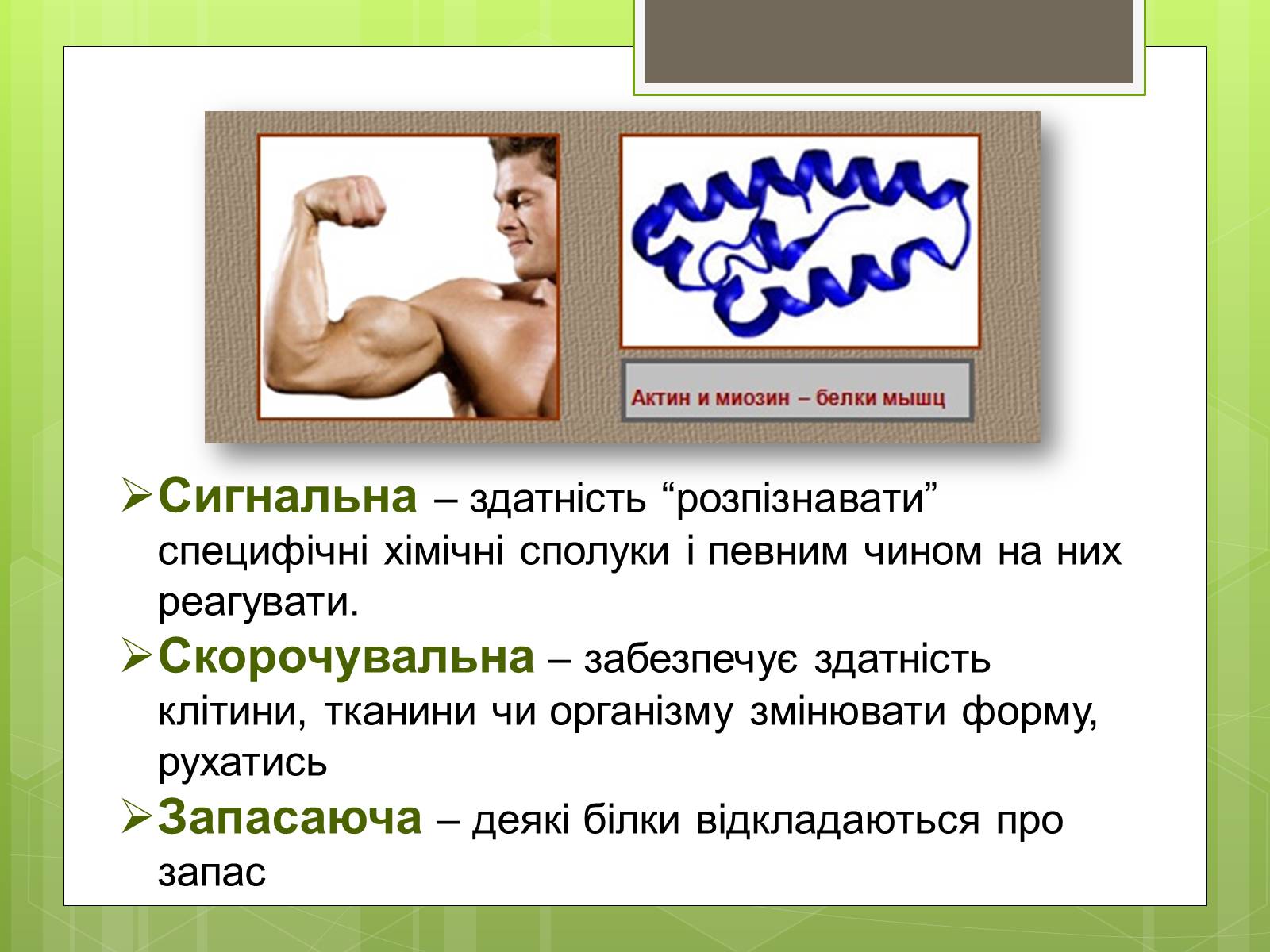 Презентація на тему «Білки» (варіант 2) - Слайд #11 Презентація на тему «Білки» (варіант 2) - Слайд #11
