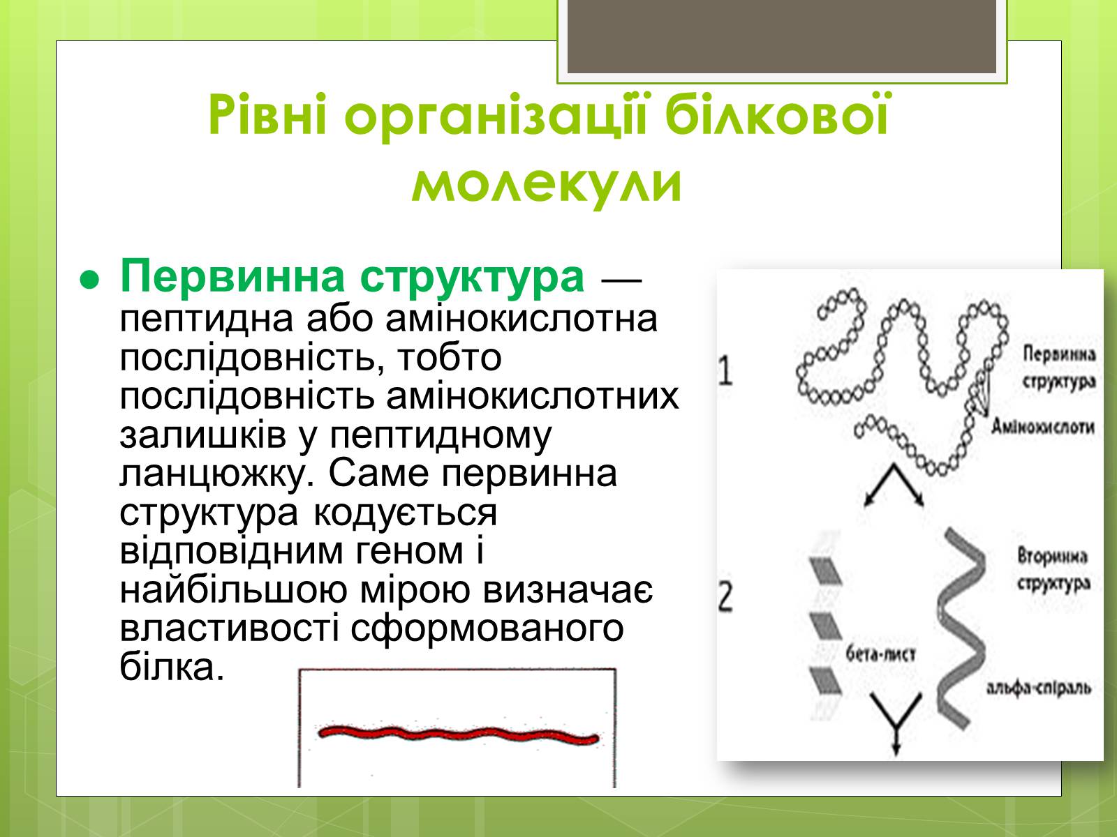 Презентація на тему «Білки» (варіант 2) - Слайд #4 Презентація на тему «Білки» (варіант 2) - Слайд #4