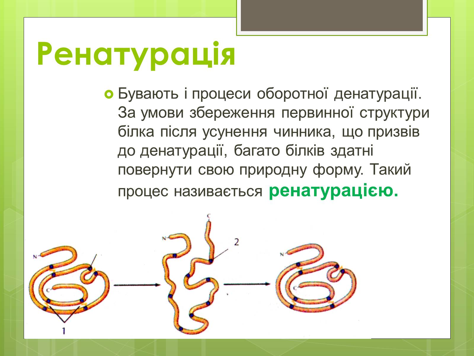 Презентація на тему «Білки» (варіант 2) - Слайд #9 Презентація на тему «Білки» (варіант 2) - Слайд #9
