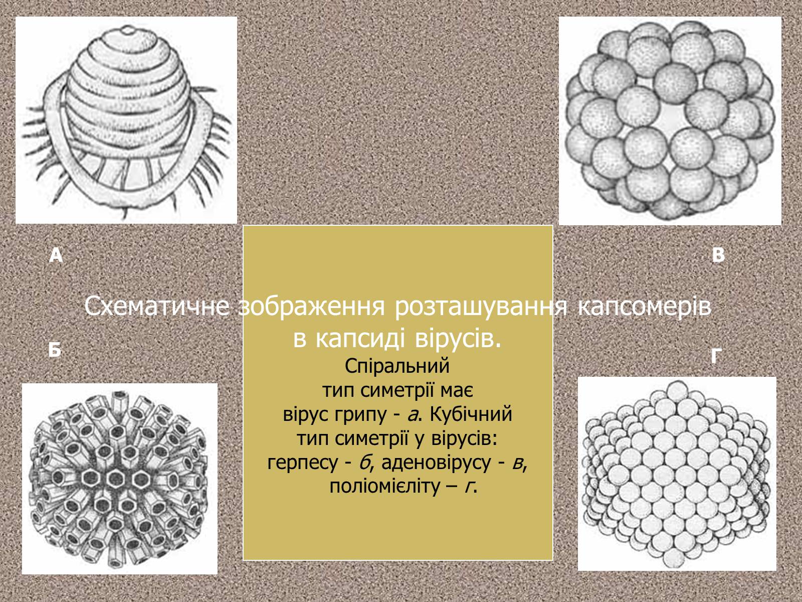 Презентація на тему «Віруси, їхня будова, життєвий цикл» (варіант 1) - Слайд #10 Презентація на тему «Віруси, їхня будова, життєвий цикл» (варіант 1) - Слайд #10