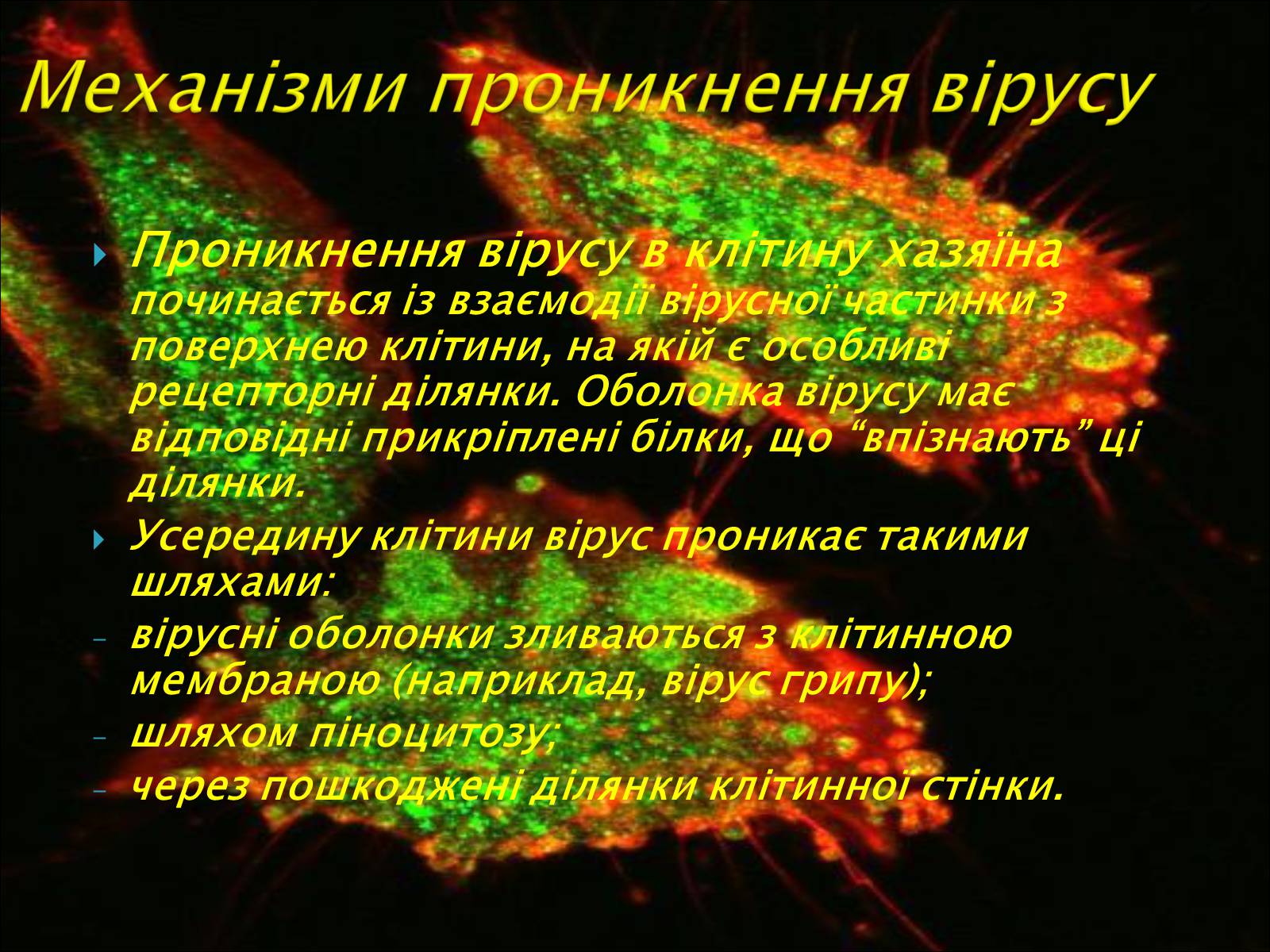 Презентація на тему «Віруси, їхня будова, життєвий цикл» (варіант 1) - Слайд #11 Презентація на тему «Віруси, їхня будова, життєвий цикл» (варіант 1) - Слайд #11