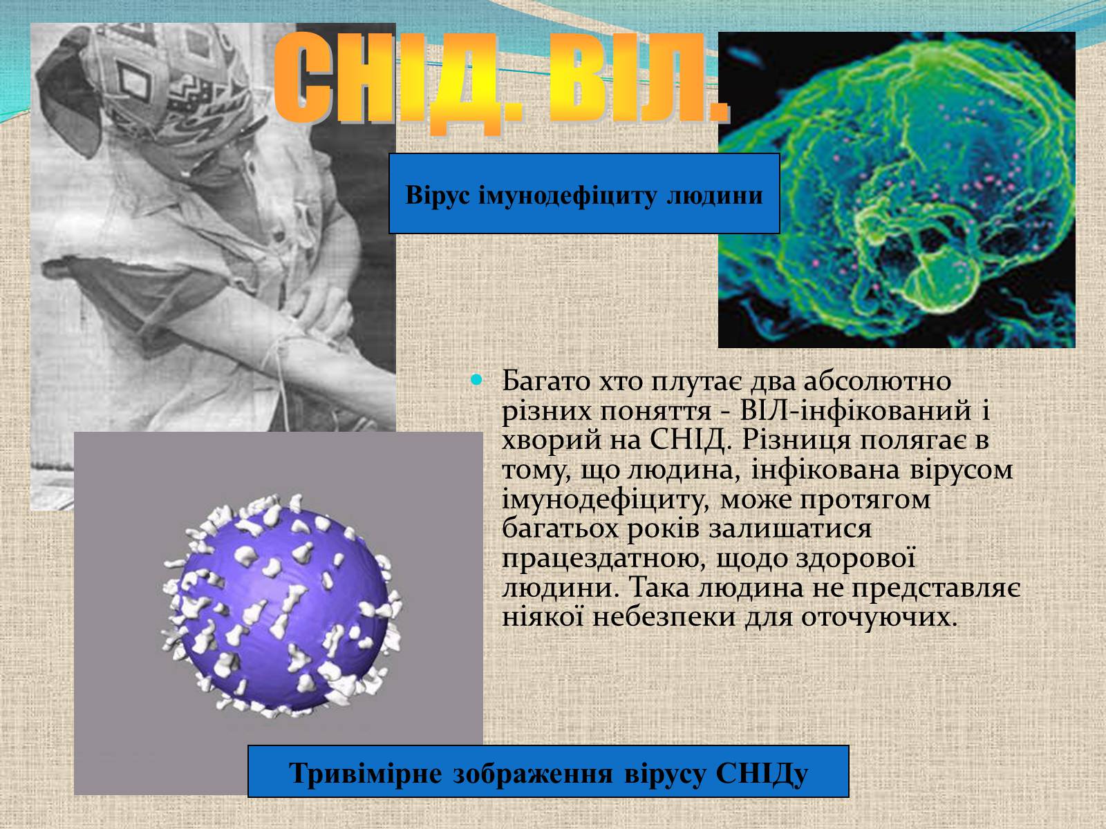 Презентація на тему «Віруси, їхня будова, життєвий цикл» (варіант 1) - Слайд #13 Презентація на тему «Віруси, їхня будова, життєвий цикл» (варіант 1) - Слайд #13