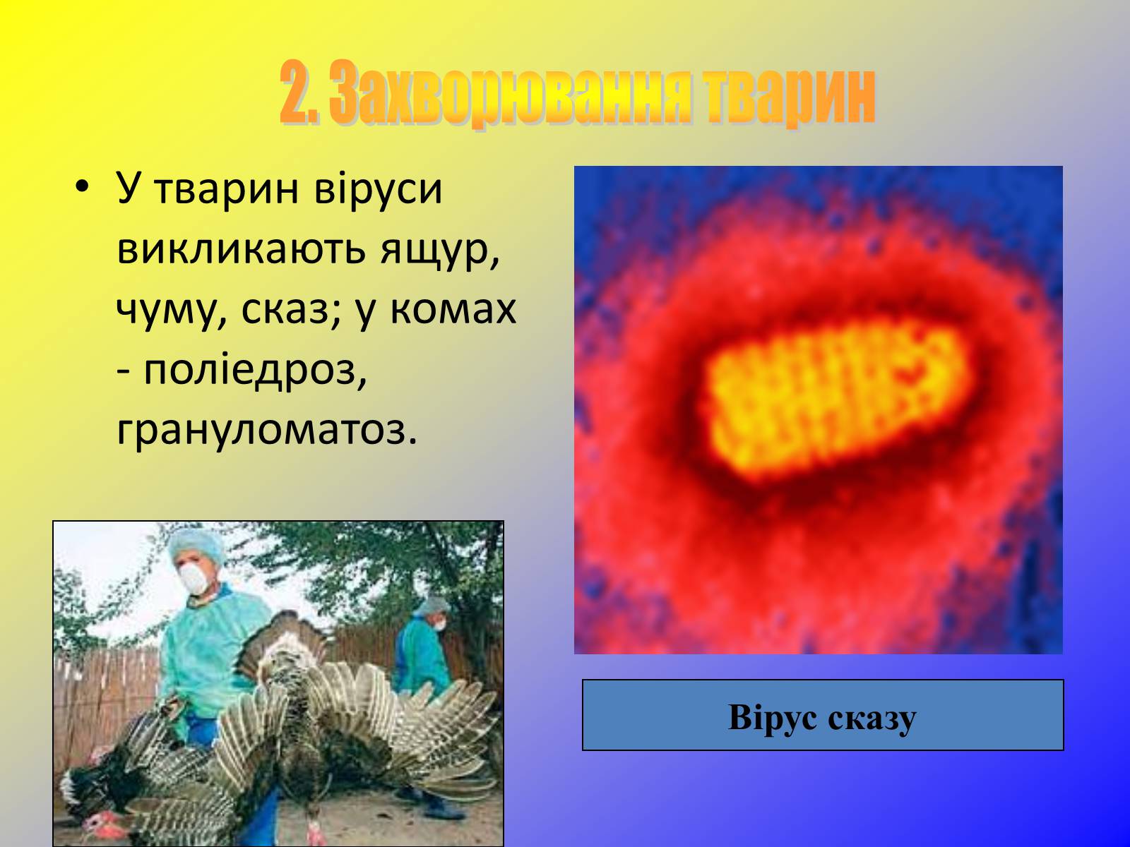 Презентація на тему «Віруси, їхня будова, життєвий цикл» (варіант 1) - Слайд #14 Презентація на тему «Віруси, їхня будова, життєвий цикл» (варіант 1) - Слайд #14