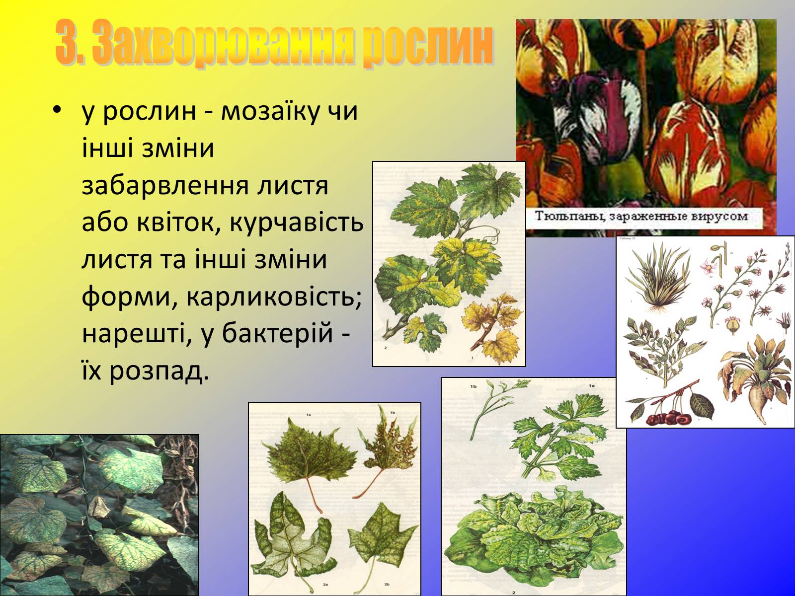 Презентація на тему «Віруси, їхня будова, життєвий цикл» (варіант 1) - Слайд #15 Презентація на тему «Віруси, їхня будова, життєвий цикл» (варіант 1) - Слайд #15