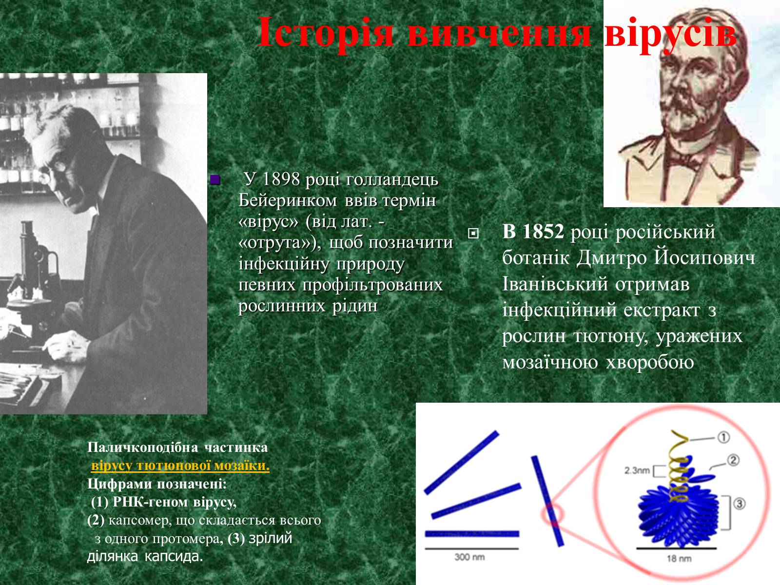 Презентація на тему «Віруси, їхня будова, життєвий цикл» (варіант 1) - Слайд #5 Презентація на тему «Віруси, їхня будова, життєвий цикл» (варіант 1) - Слайд #5