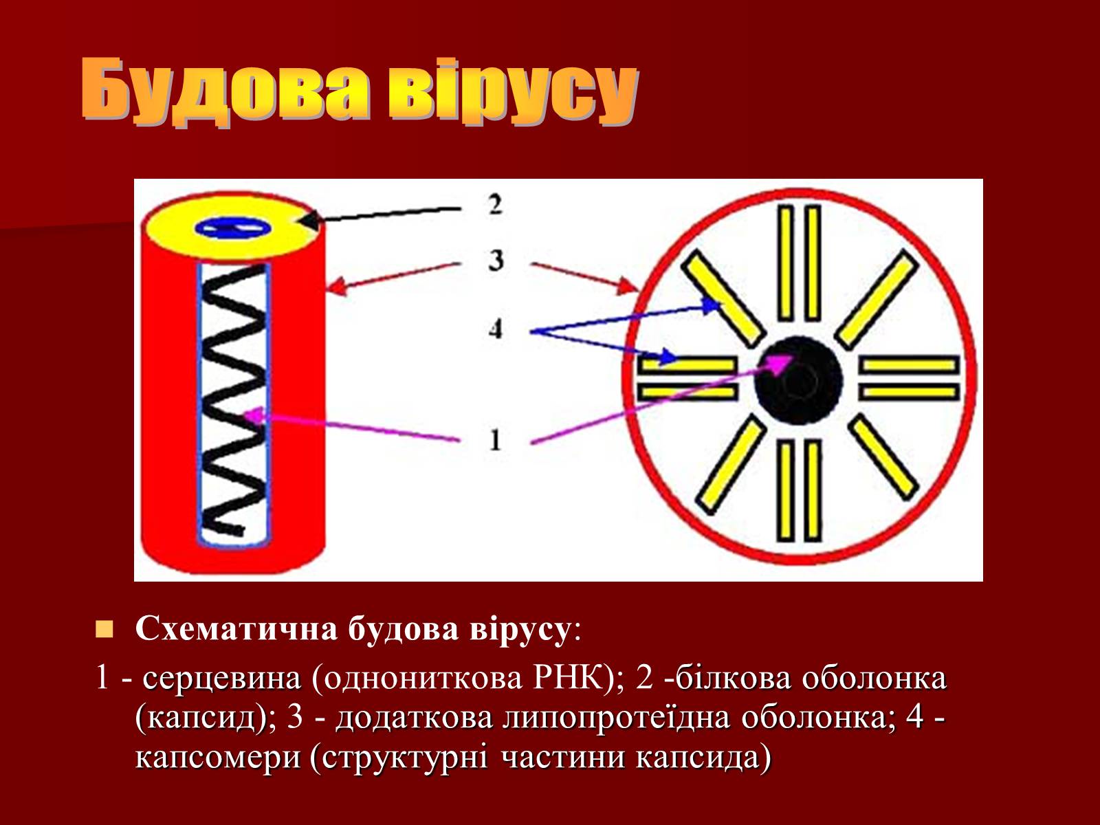 Презентація на тему «Віруси, їхня будова, життєвий цикл» (варіант 1) - Слайд #6 Презентація на тему «Віруси, їхня будова, життєвий цикл» (варіант 1) - Слайд #6