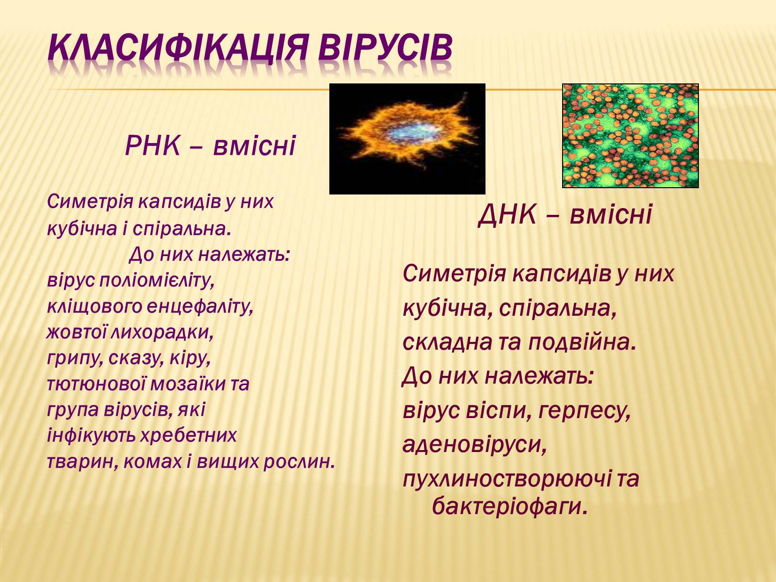 Презентація на тему «Віруси, їхня будова, життєвий цикл» (варіант 1) - Слайд #9 Презентація на тему «Віруси, їхня будова, життєвий цикл» (варіант 1) - Слайд #9